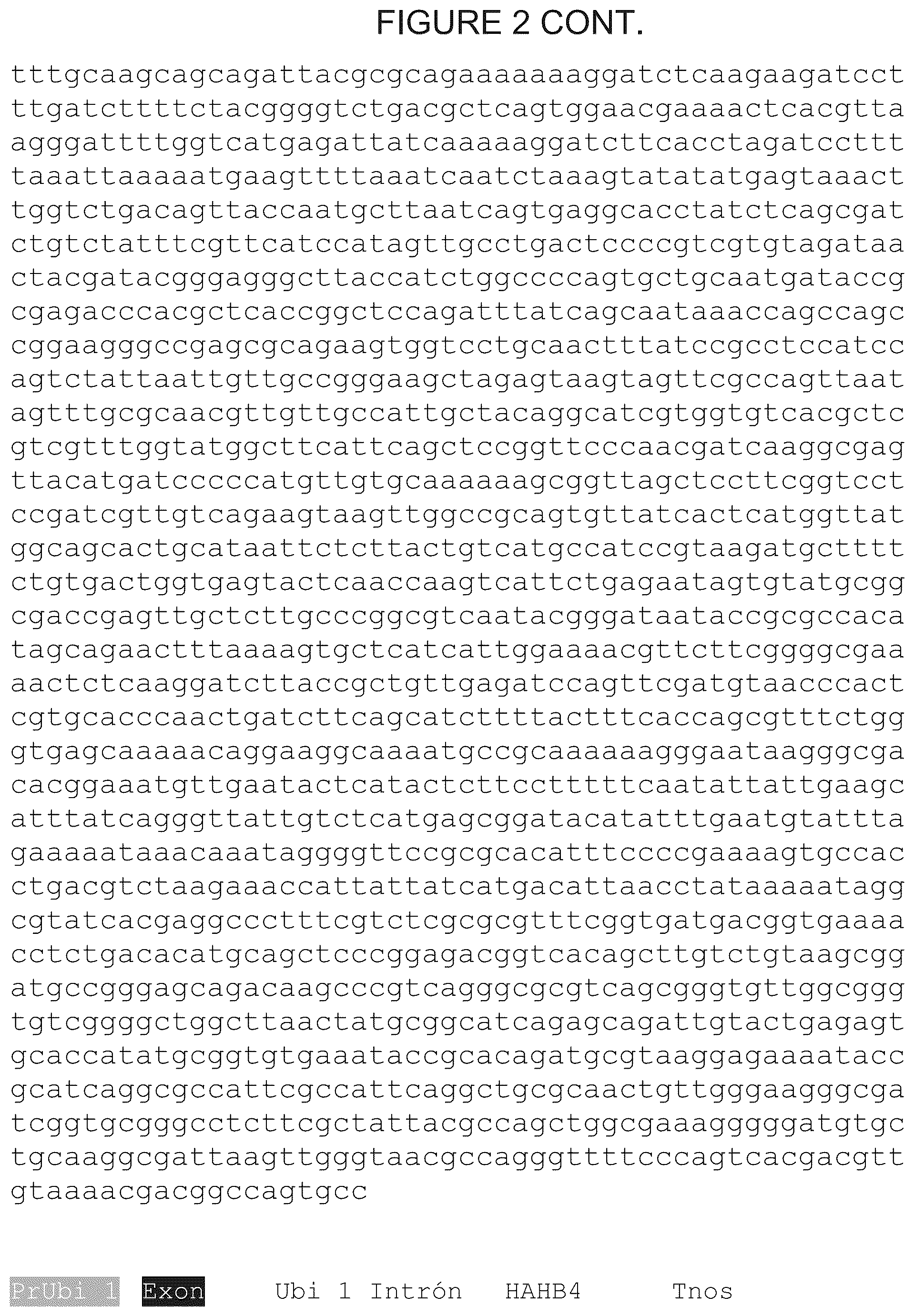 Patent US12305180 Figure 4 – Wheat transgenic event IND-øø412-7
