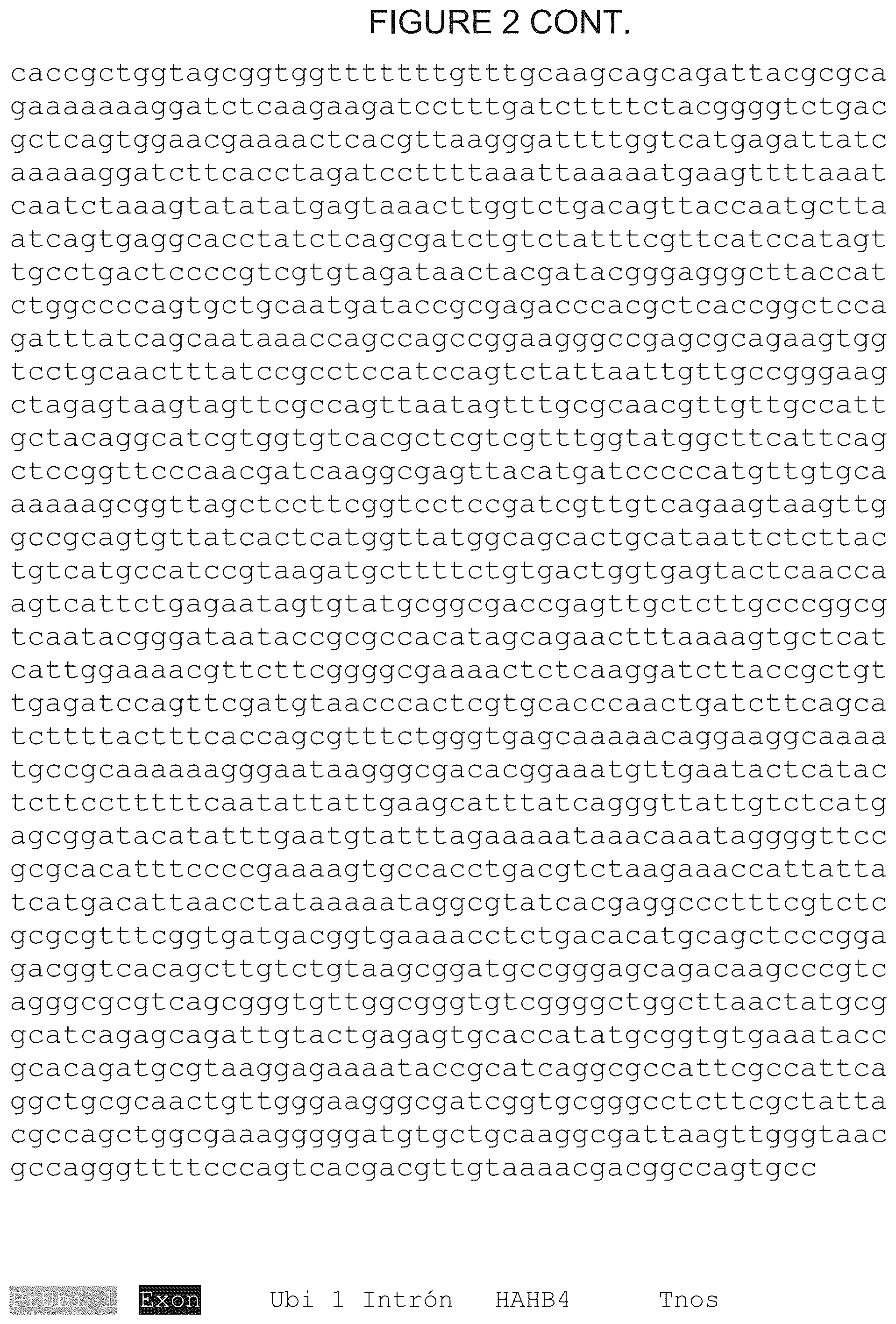 Patent US12305180 Figure 7 – Wheat transgenic event IND-øø412-7