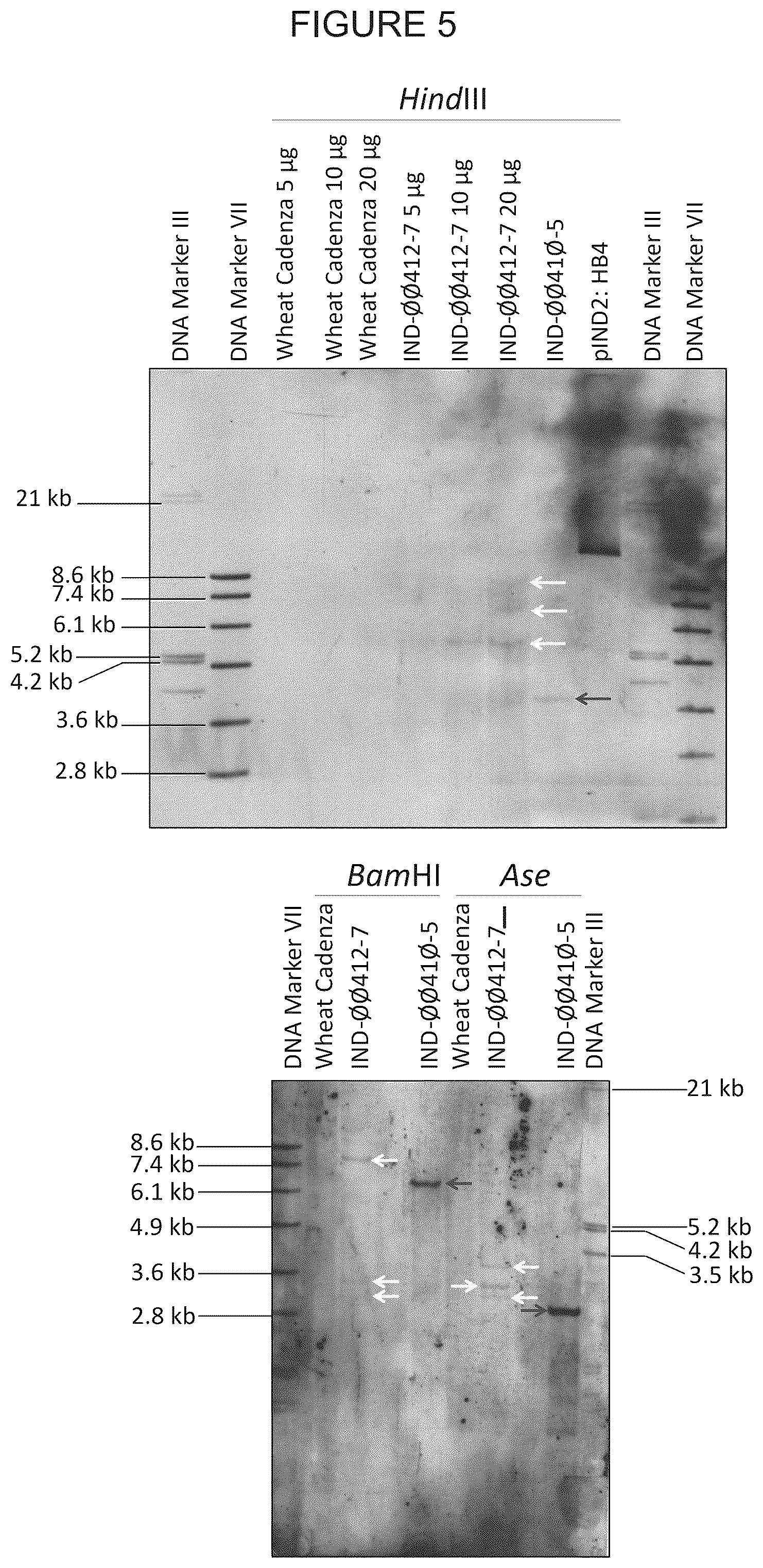 Patent US12305180 Figure 10 – Wheat transgenic event IND-øø412-7
