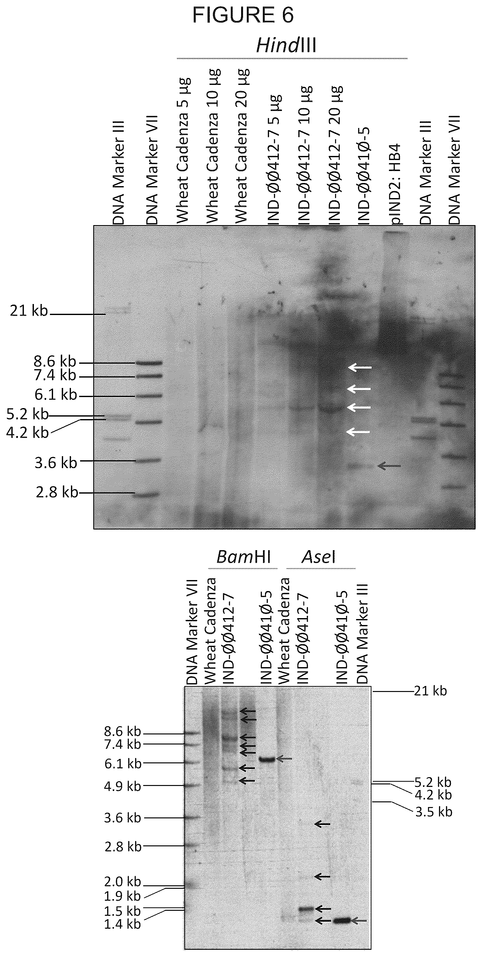 Patent US12305180 Figure 11 – Wheat transgenic event IND-øø412-7