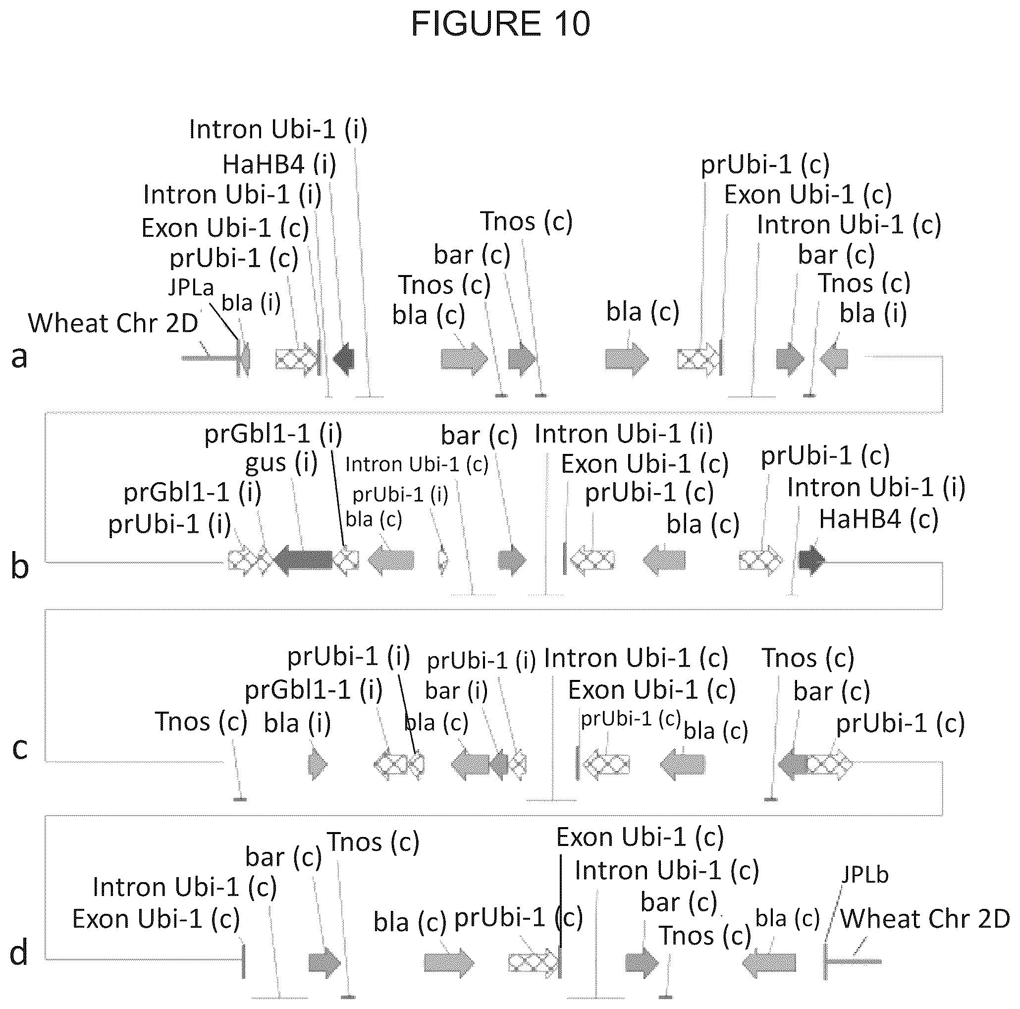 Patent US12305180 Figure 15 – Wheat transgenic event IND-øø412-7