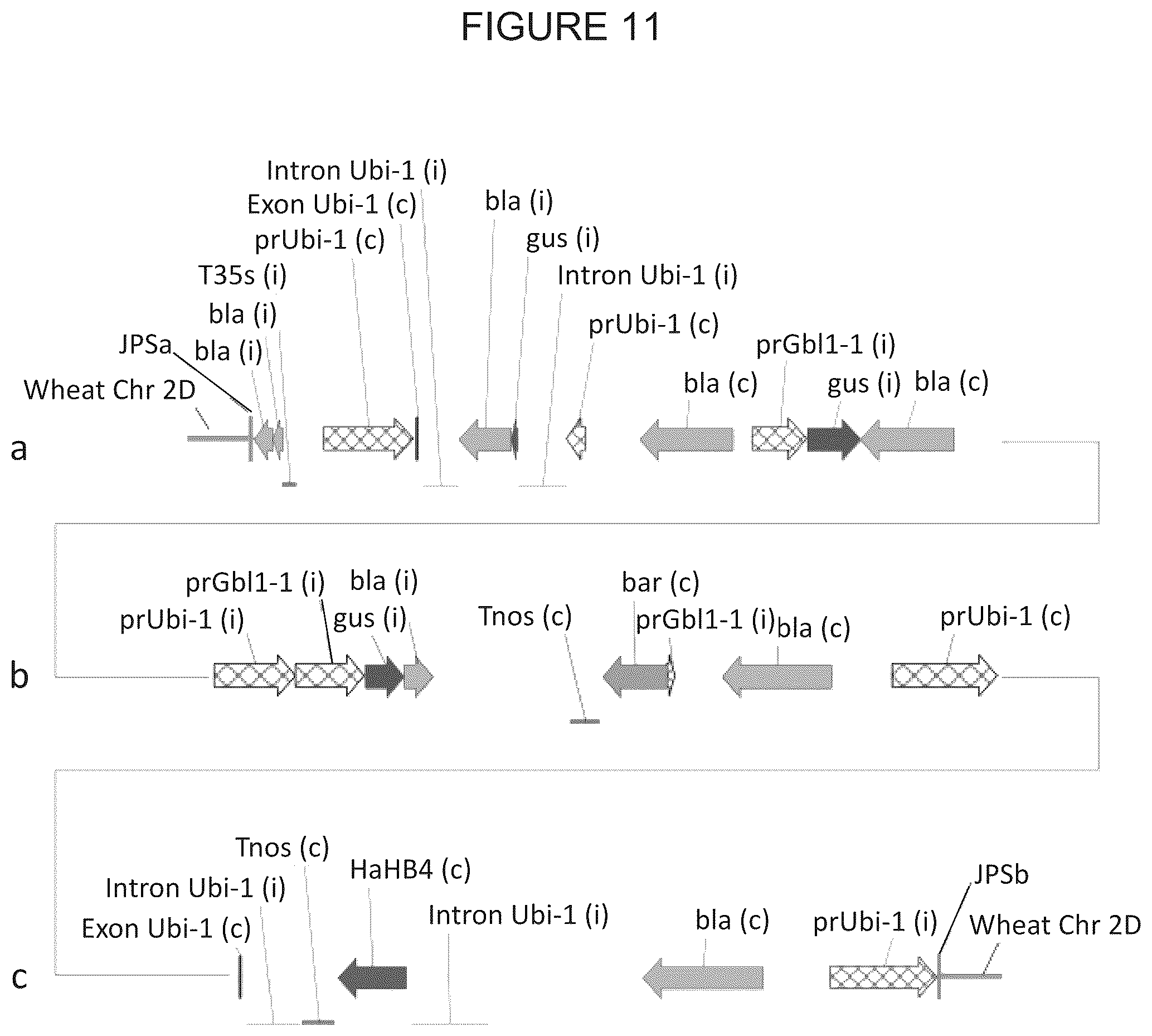 Patent US12305180 Figure 16 – Wheat transgenic event IND-øø412-7