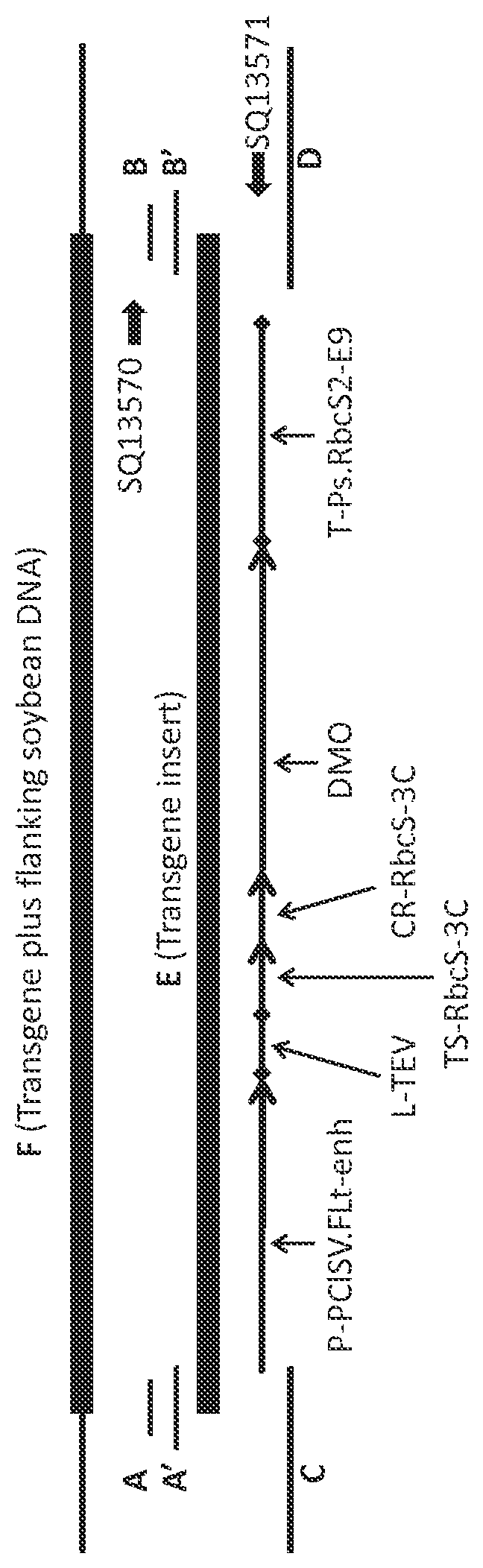 Patent US12305182 Figure 1 – Soybean transgenic event MON 87708 and methods of use thereof
