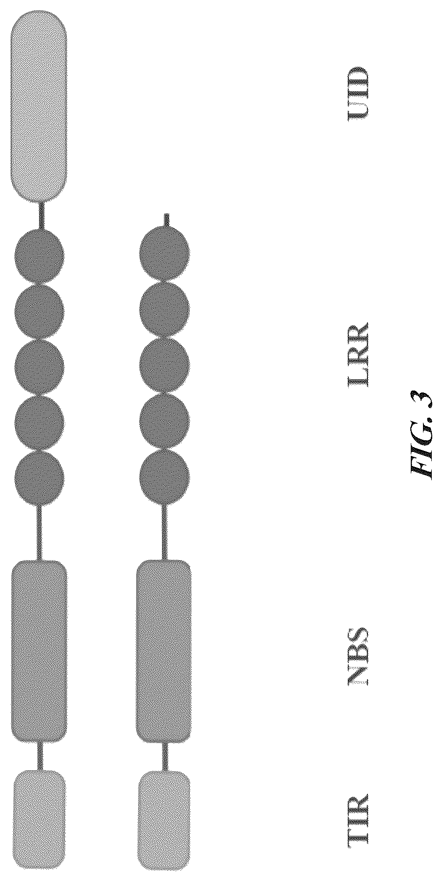 Patent US12305184 Figure 4 – Compositions and methods for conferring resistance to geminivirus