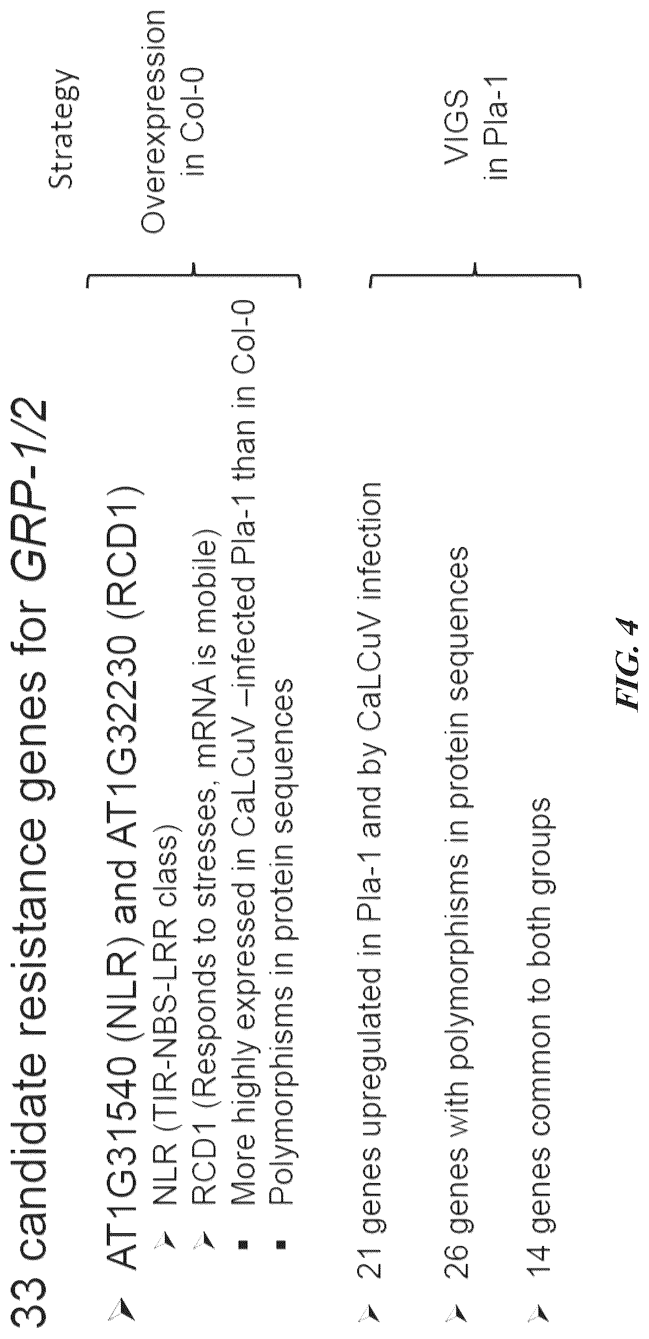 Patent US12305184 Figure 5 – Compositions and methods for conferring resistance to geminivirus