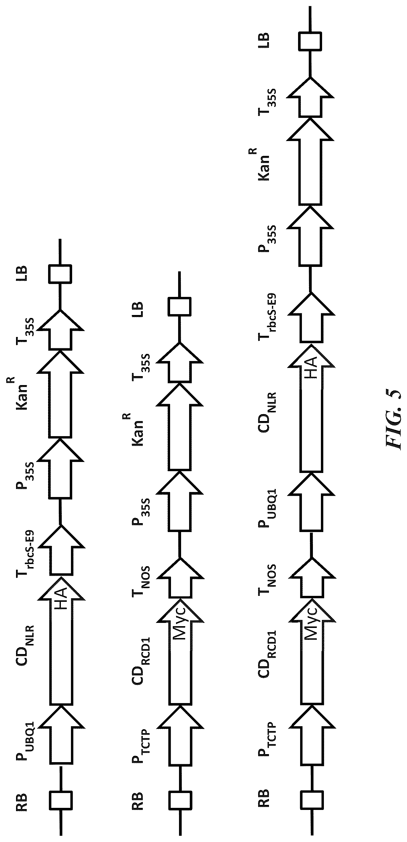 Patent US12305184 Figure 6 – Compositions and methods for conferring resistance to geminivirus