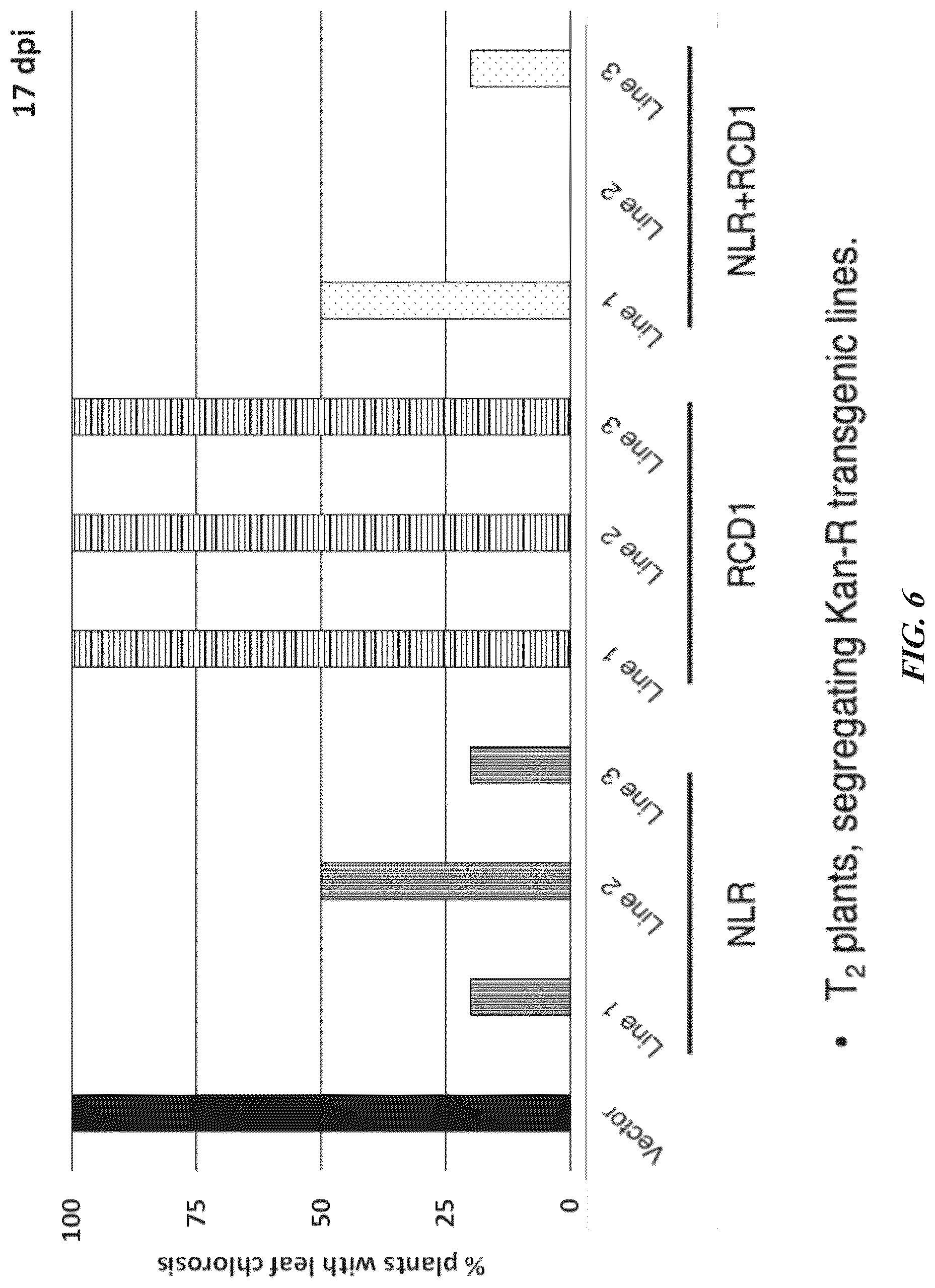Patent US12305184 Figure 7 – Compositions and methods for conferring resistance to geminivirus