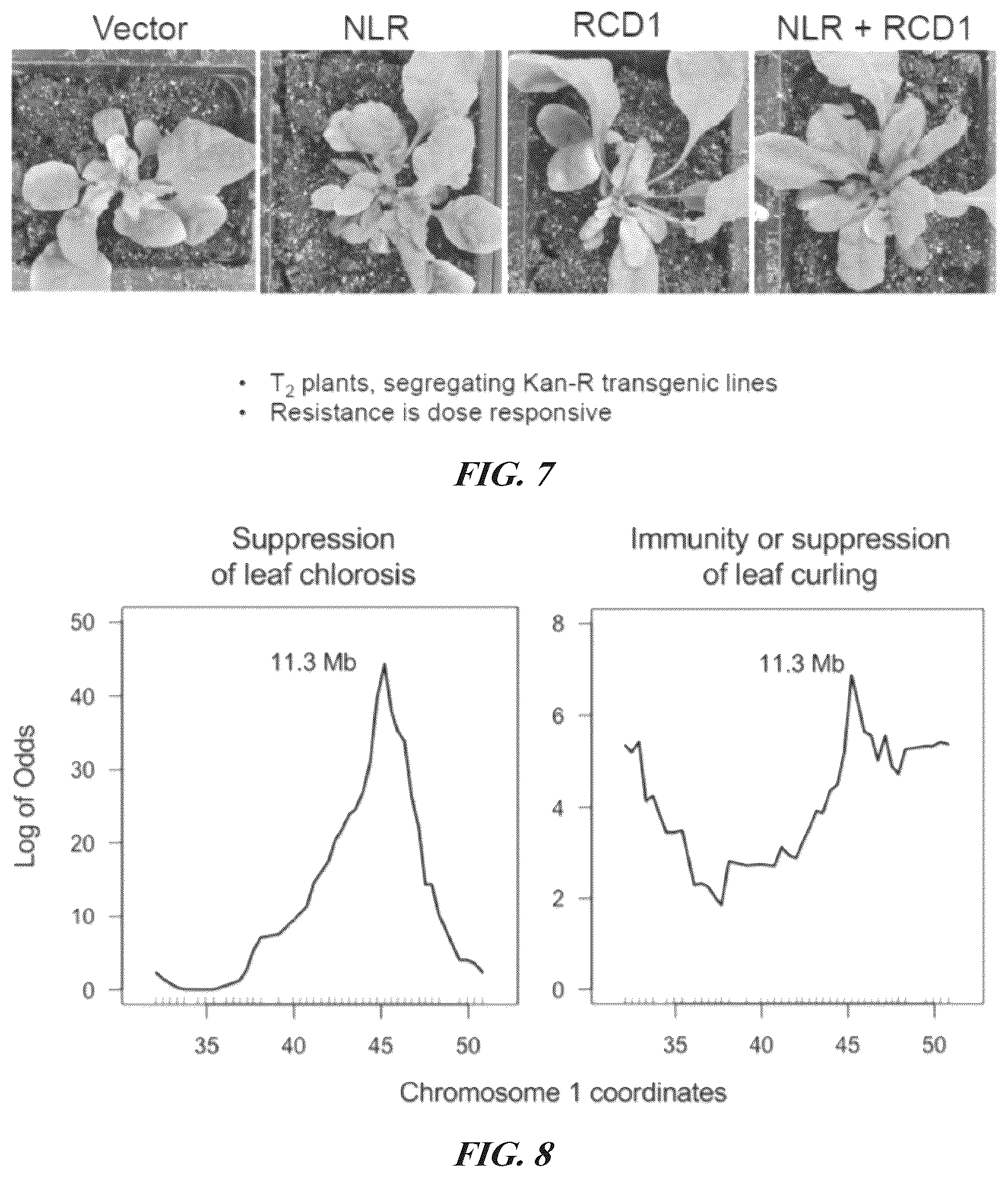 Patent US12305184 Figure 8 – Compositions and methods for conferring resistance to geminivirus