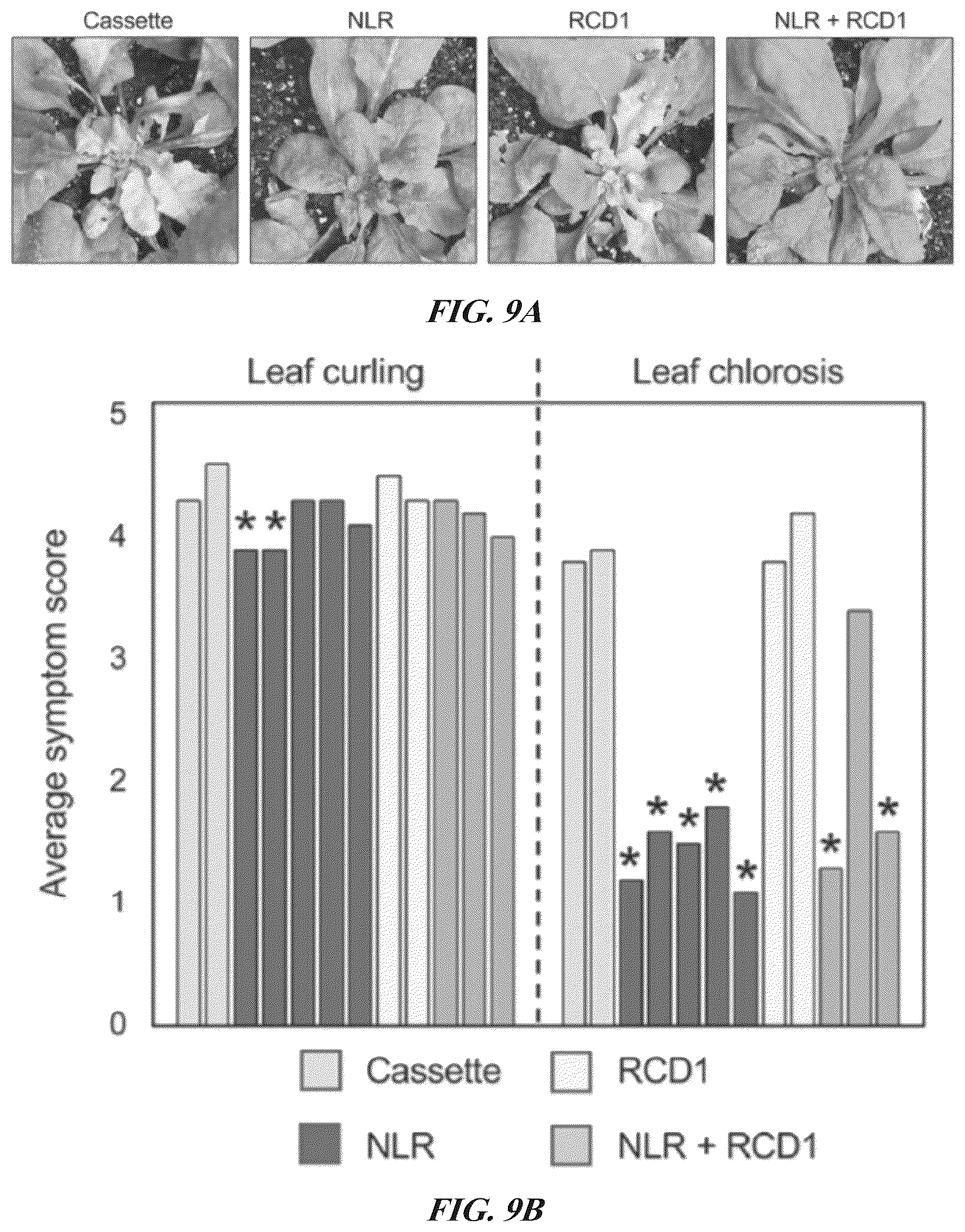 Patent US12305184 Figure 9 – Compositions and methods for conferring resistance to geminivirus