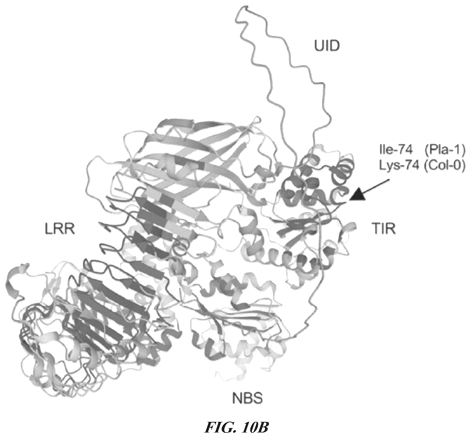 Patent US12305184 Figure 12 – Compositions and methods for conferring resistance to geminivirus