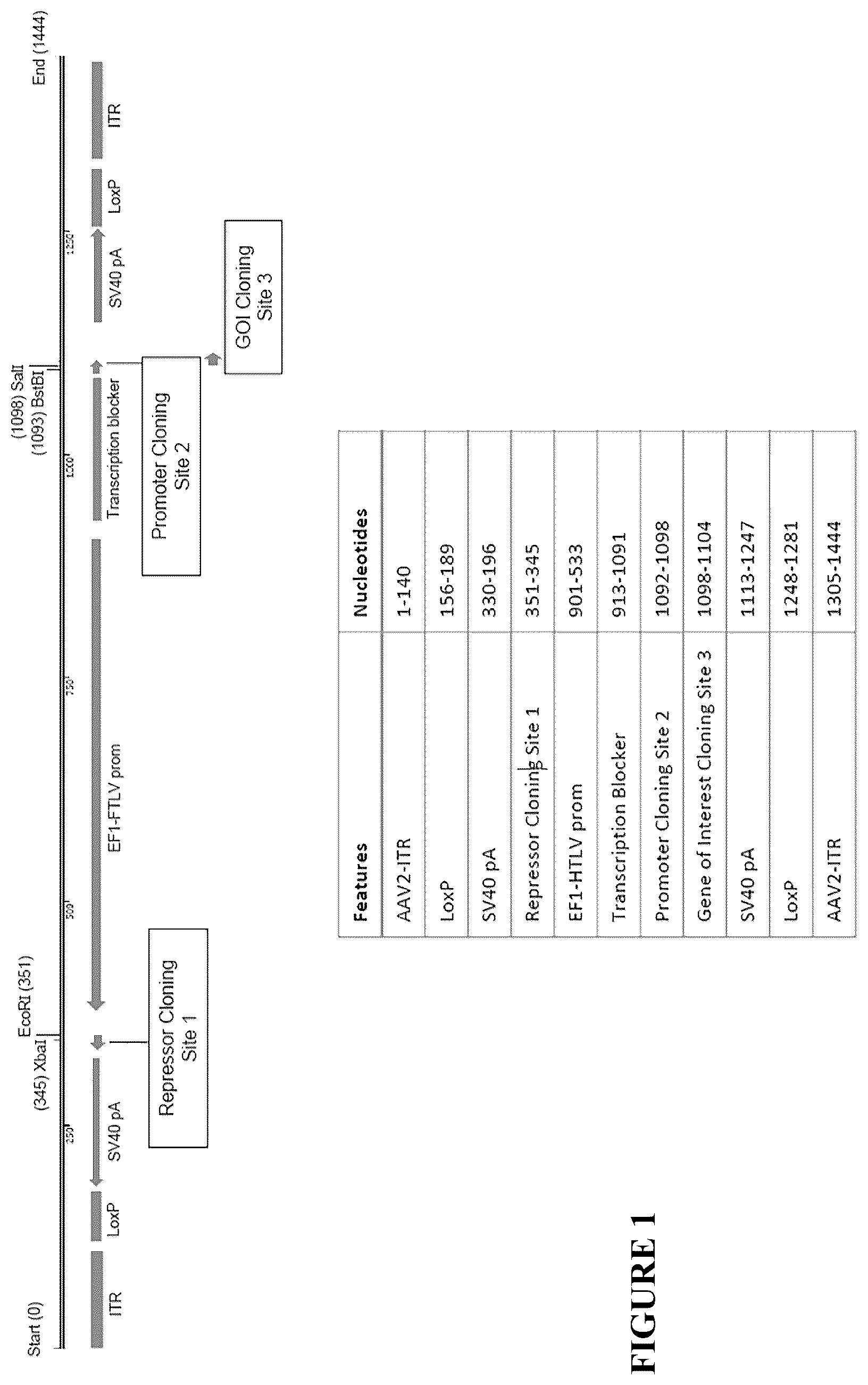 Patent US12305185 Figure 1 – Expression vector and method
