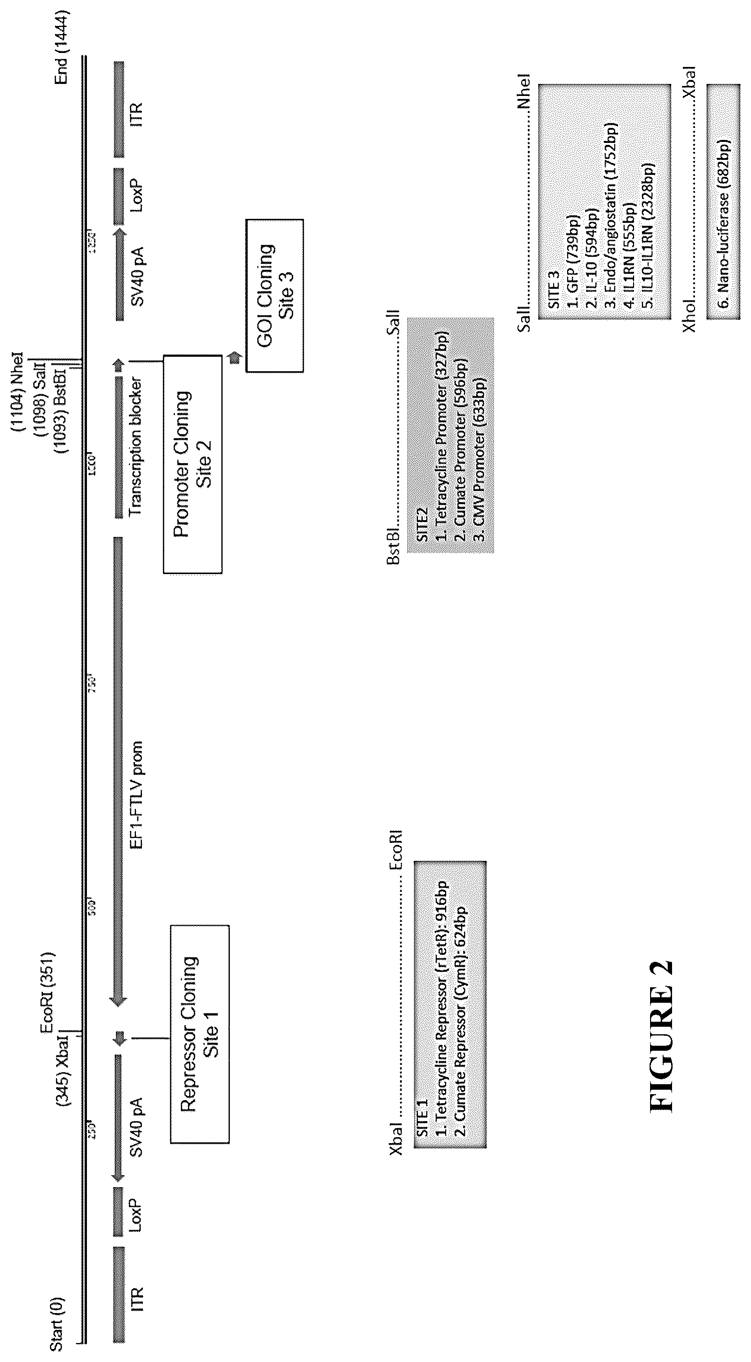 Patent US12305185 Figure 2 – Expression vector and method