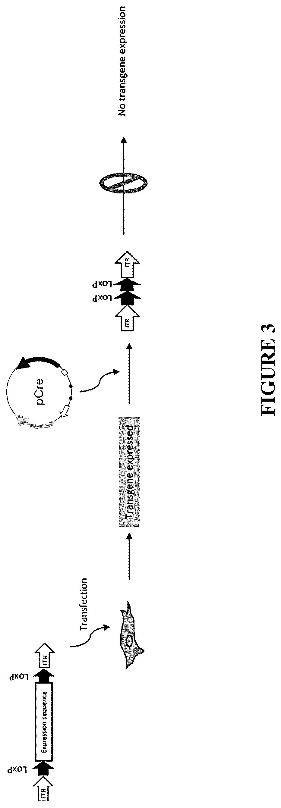 Patent US12305185 Figure 3 – Expression vector and method