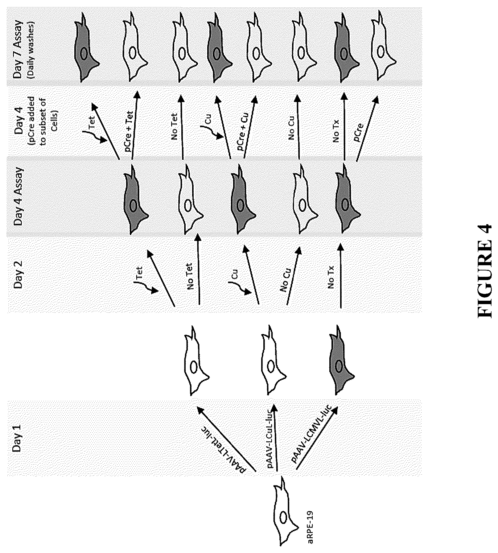 Patent US12305185 Figure 4 – Expression vector and method