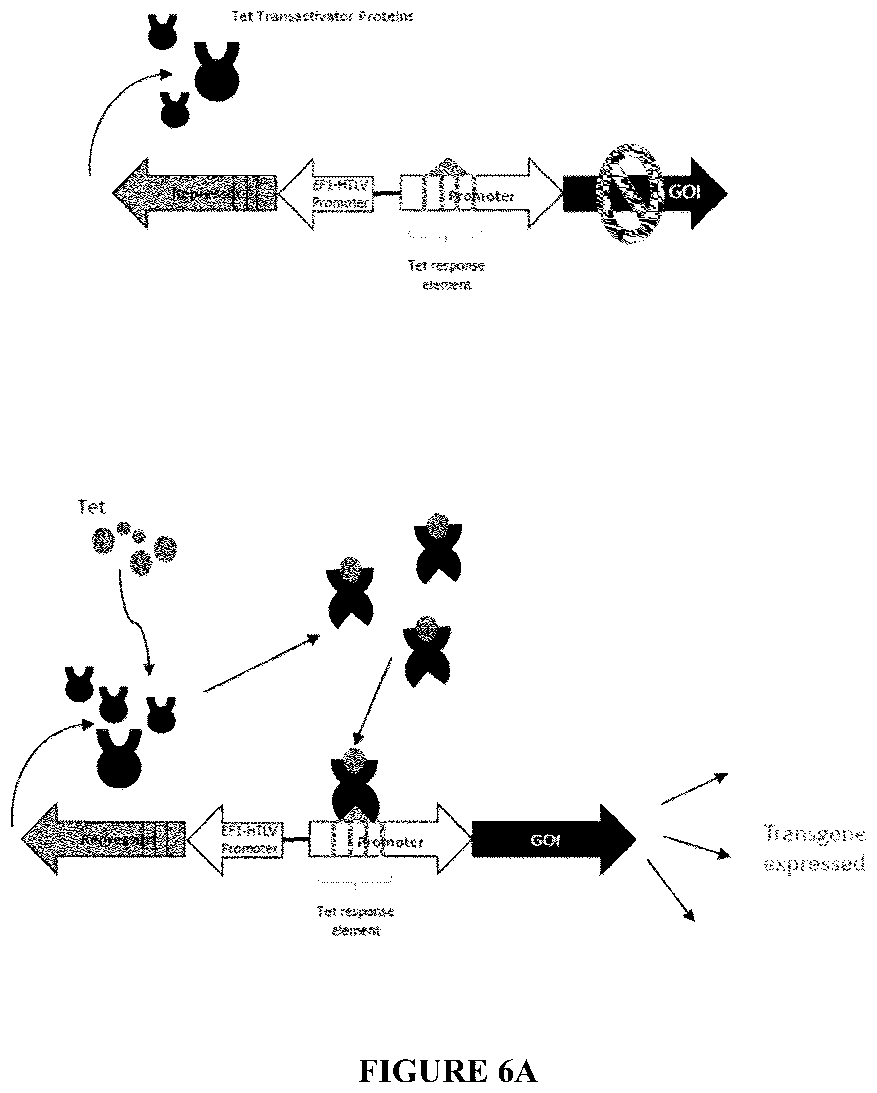 Patent US12305185 Figure 6 – Expression vector and method