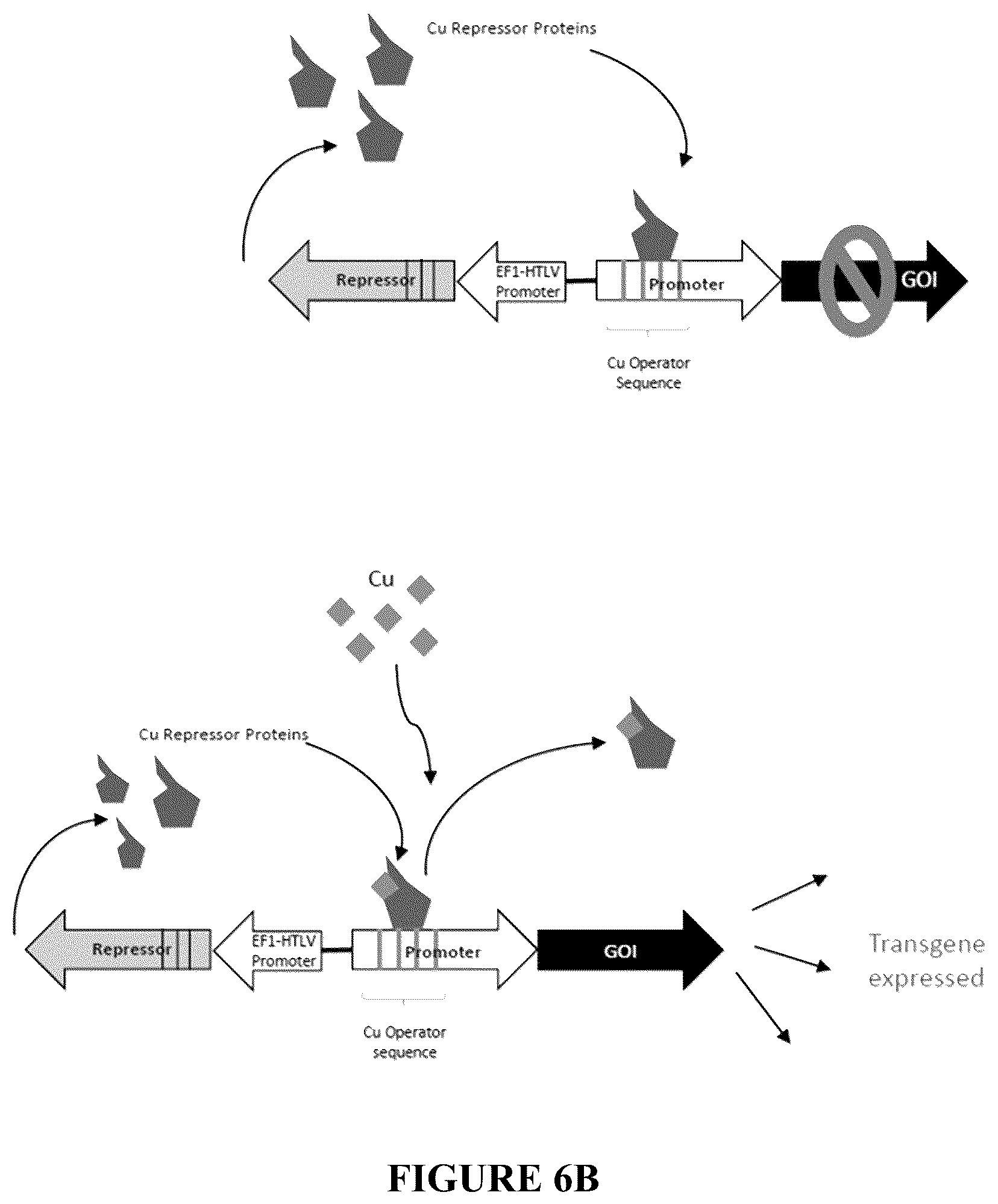 Patent US12305185 Figure 7 – Expression vector and method