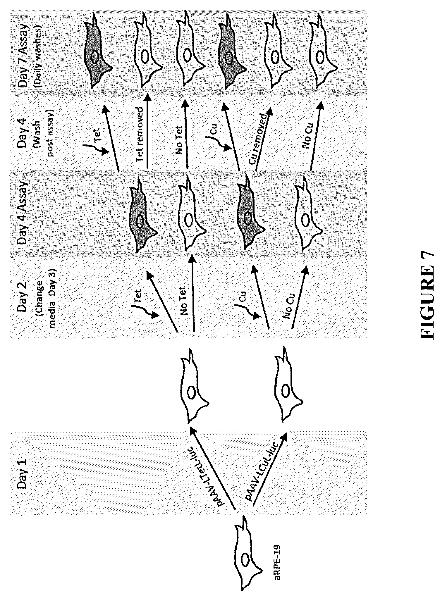 Patent US12305185 Figure 8 – Expression vector and method