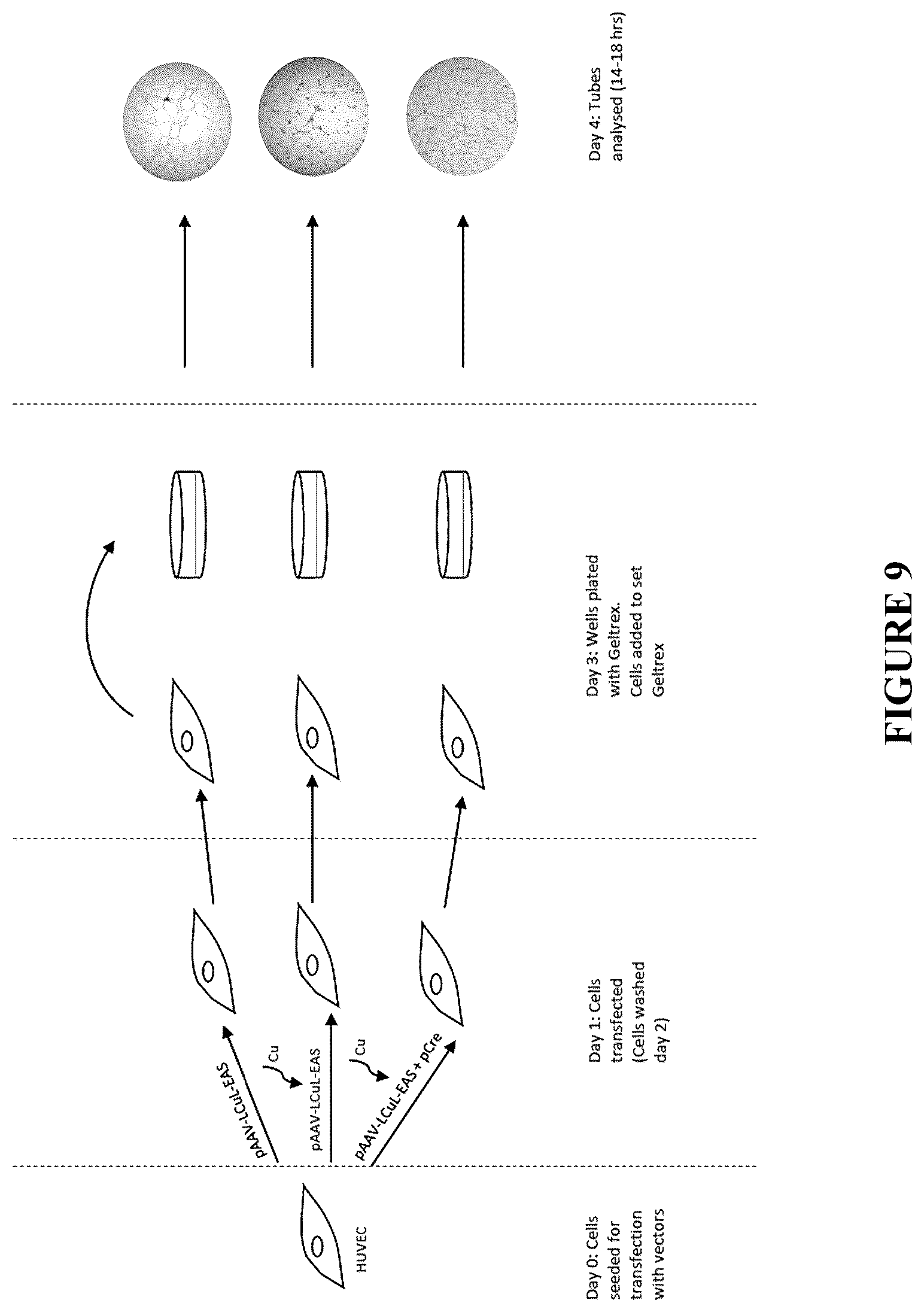 Patent US12305185 Figure 10 – Expression vector and method