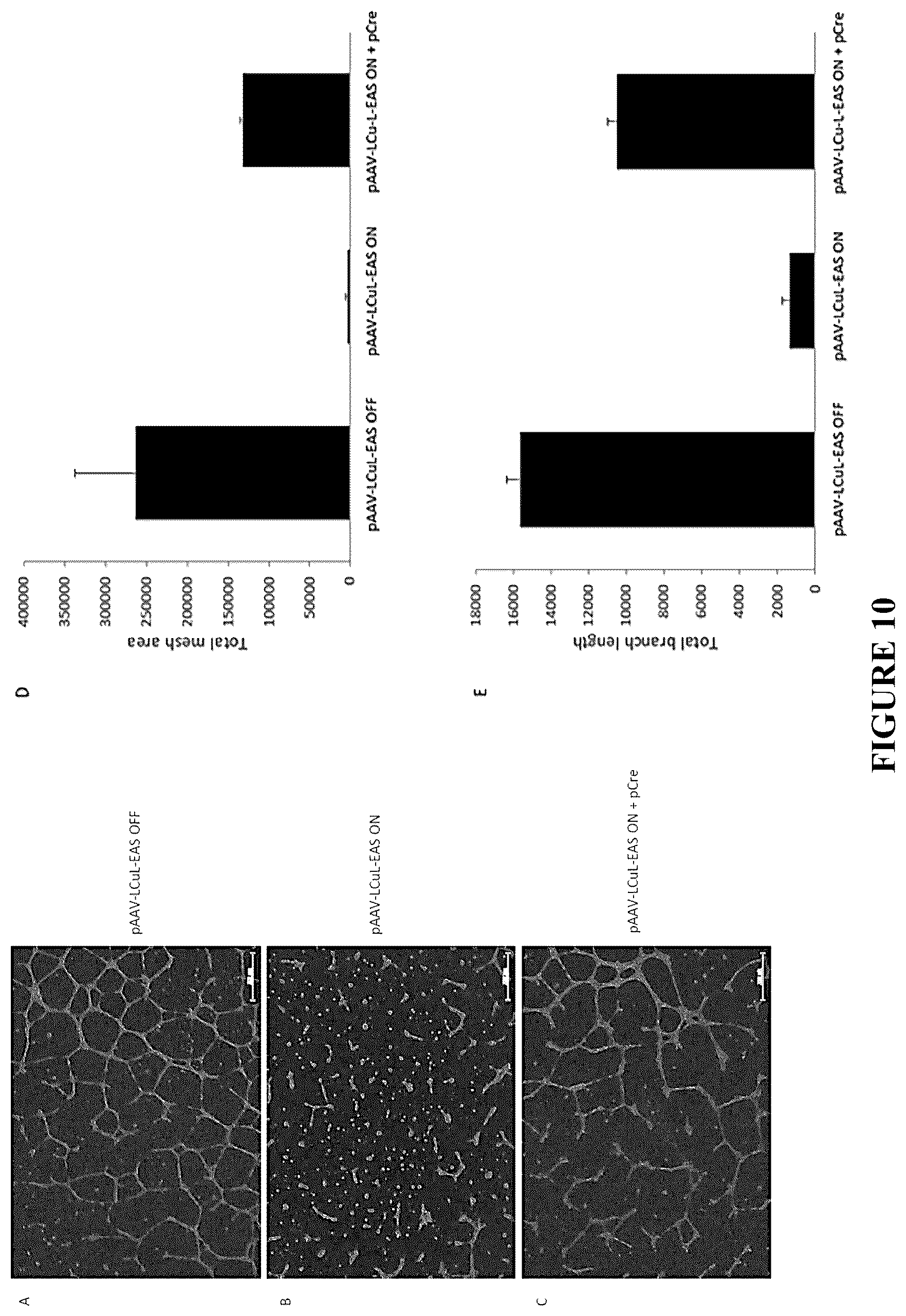 Patent US12305185 Figure 11 – Expression vector and method
