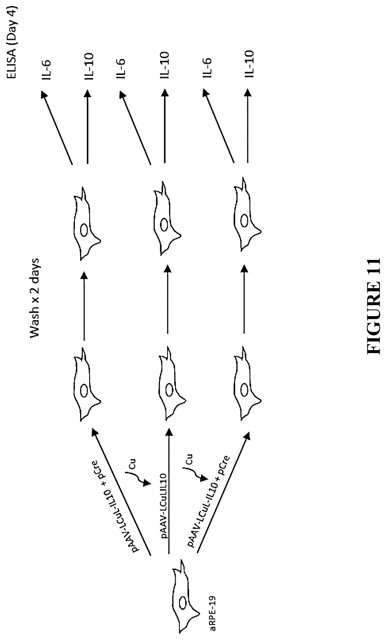 Patent US12305185 Figure 12 – Expression vector and method