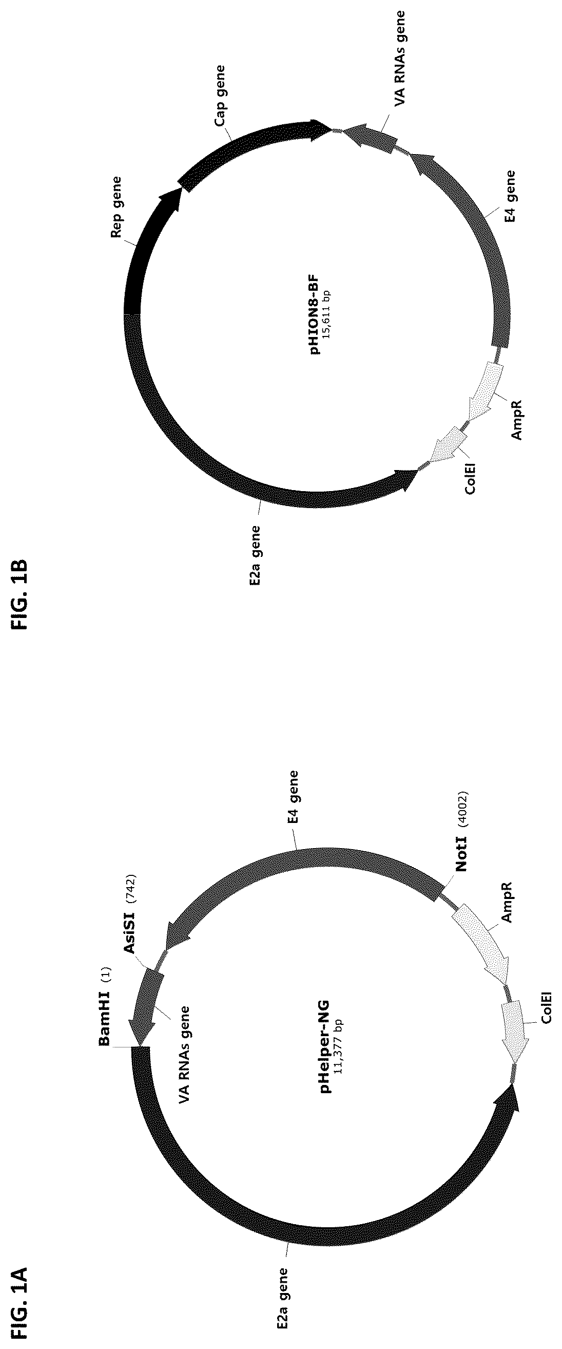 Patent US12305188 Figure 1 – Dual helper plasmid