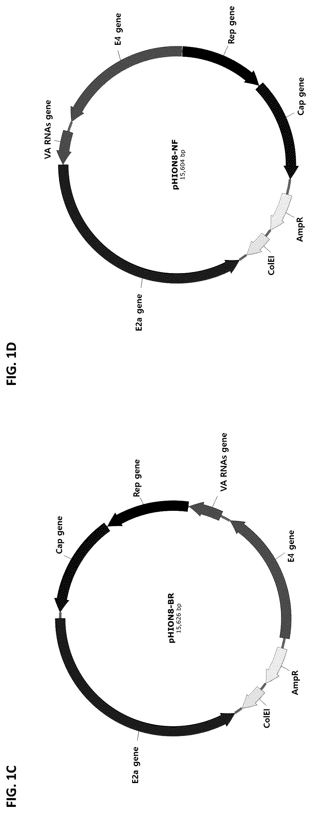 Patent US12305188 Figure 2 – Dual helper plasmid