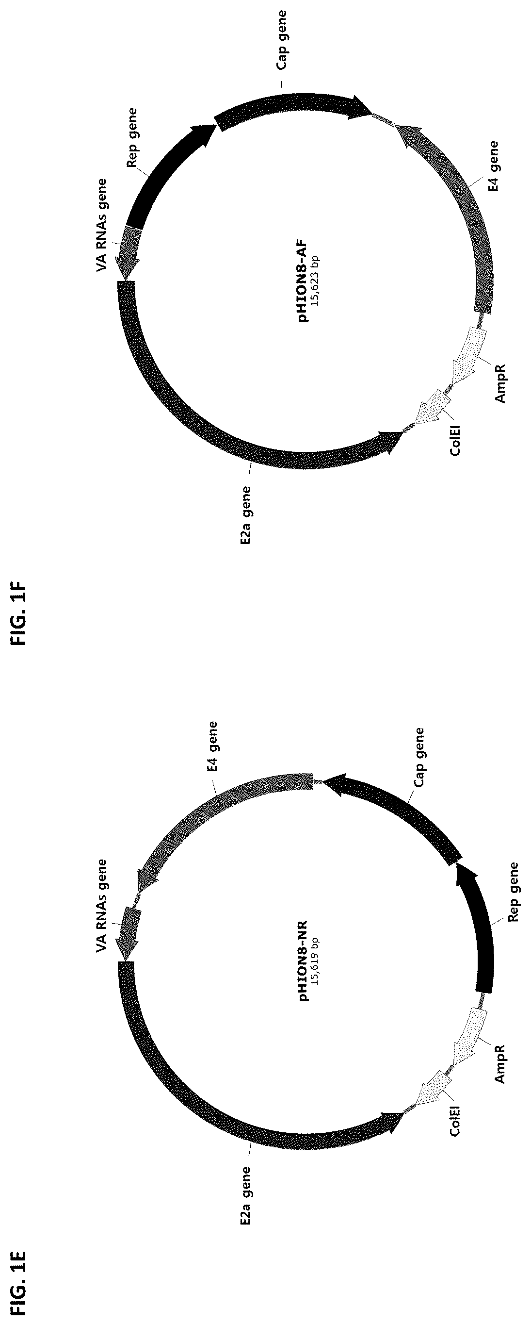 Patent US12305188 Figure 3 – Dual helper plasmid