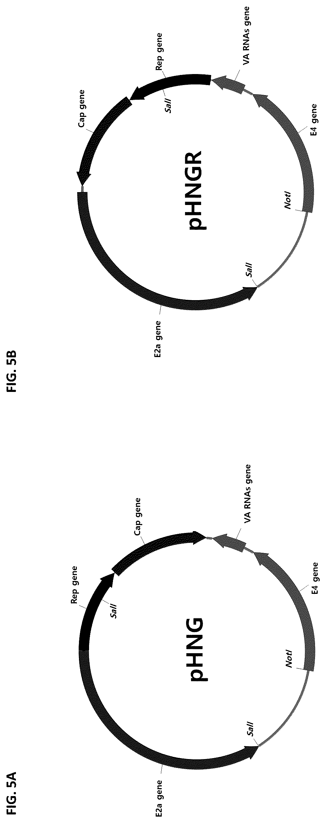 Patent US12305188 Figure 6 – Dual helper plasmid