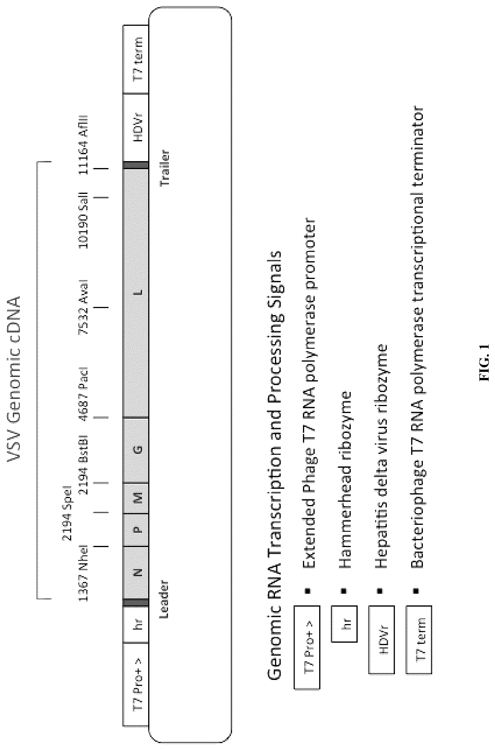 Patent US12305190 Figure 1 – Vesicular stomatitis virus and virus rescue system