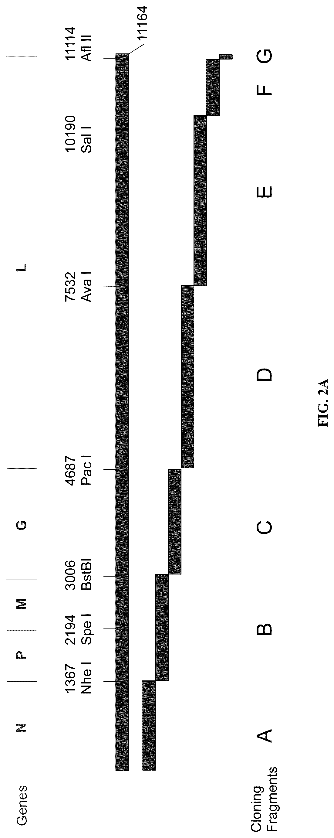 Patent US12305190 Figure 2 – Vesicular stomatitis virus and virus rescue system