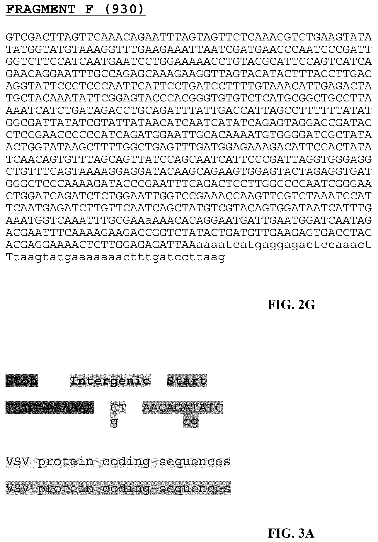 Patent US12305190 Figure 8 – Vesicular stomatitis virus and virus rescue system