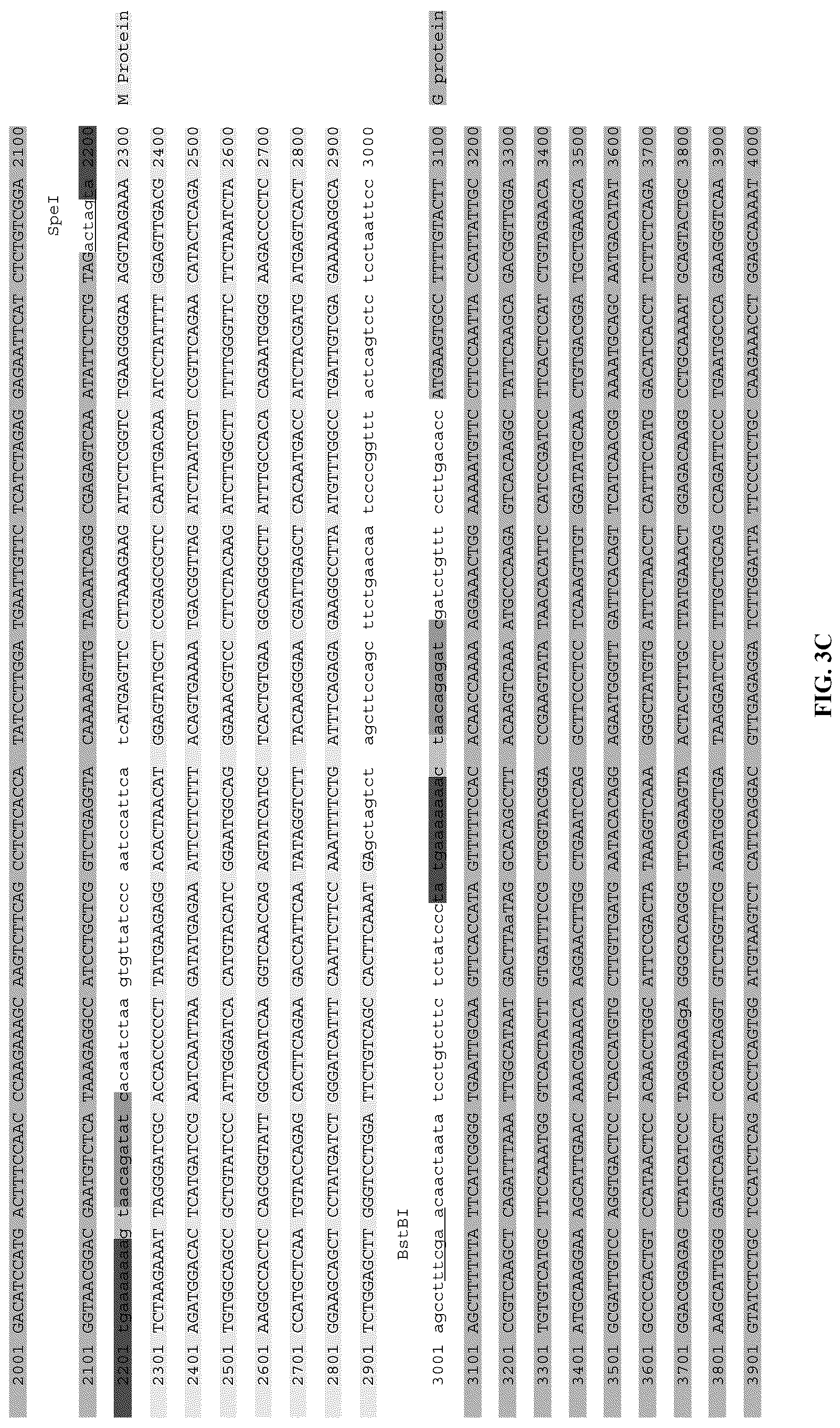 Patent US12305190 Figure 10 – Vesicular stomatitis virus and virus rescue system