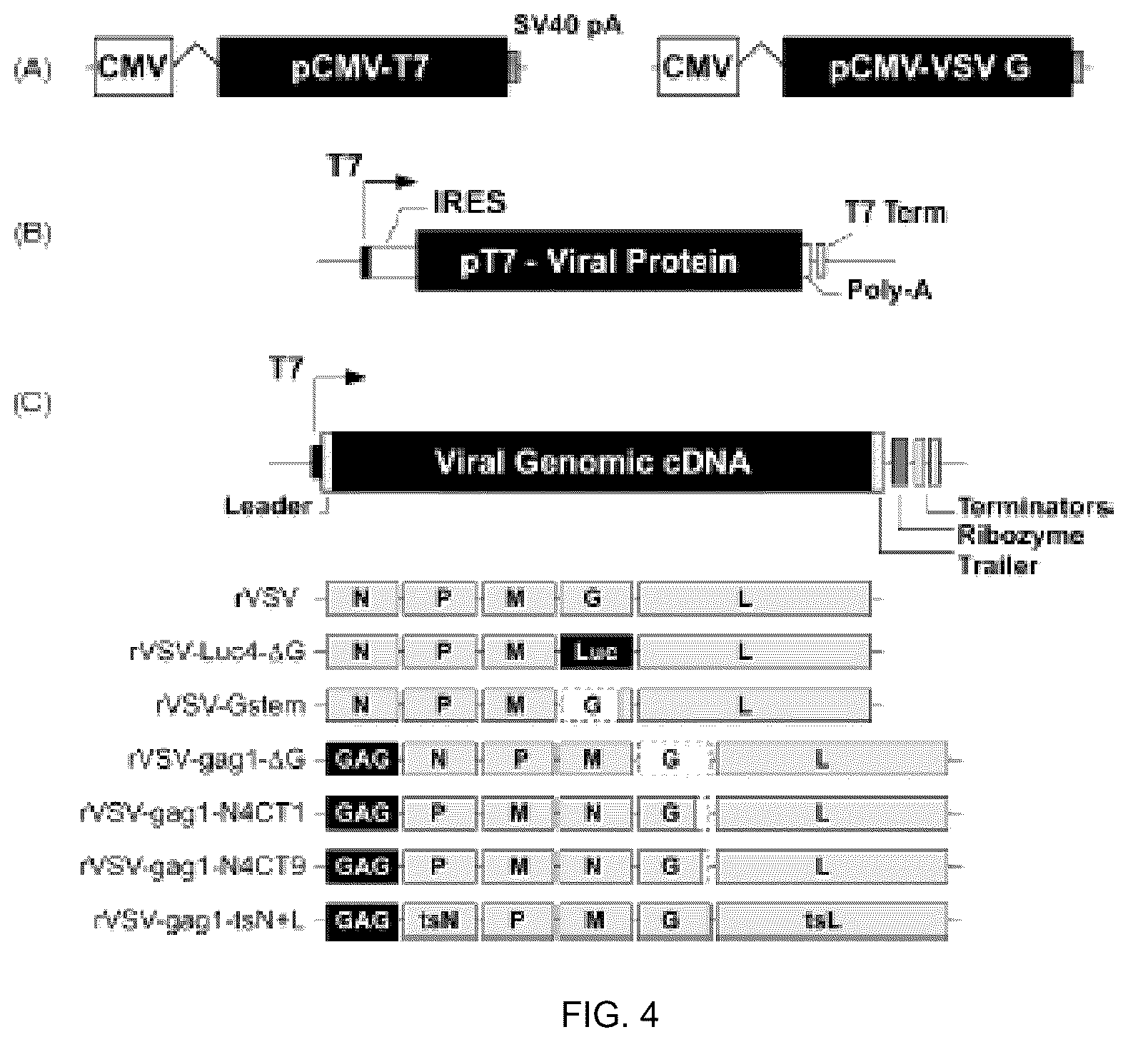Patent US12305190 Figure 15 – Vesicular stomatitis virus and virus rescue system