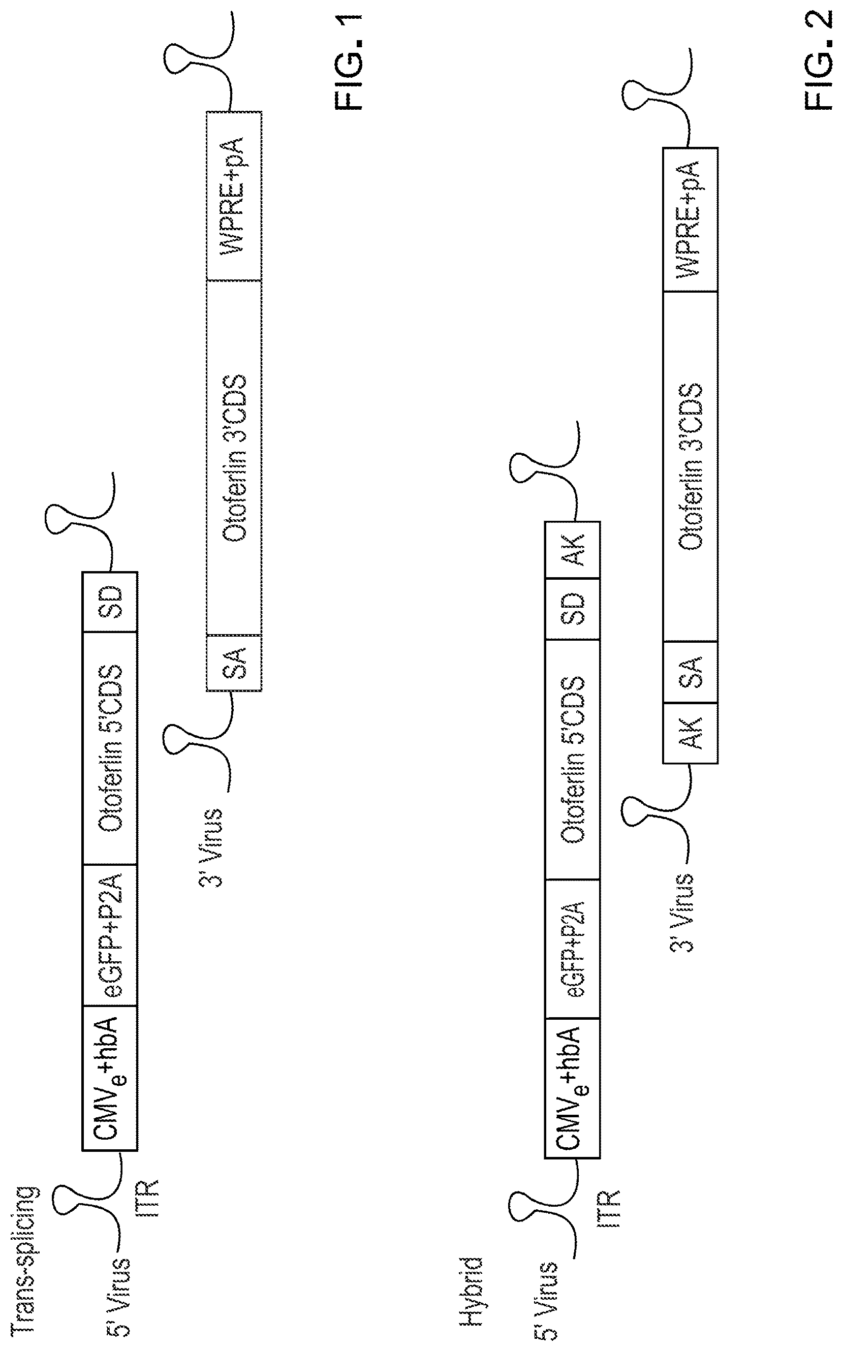 Patent US12305191 Figure 1 – Compositions and methods for treating non-age-associated hearing impairment in a human subject