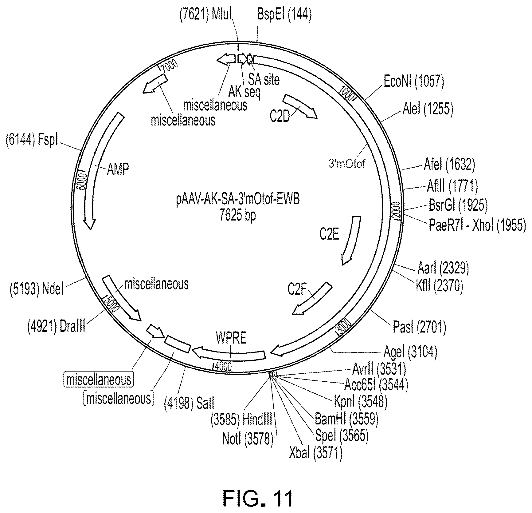 Patent US12305191 Figure 8 – Compositions and methods for treating non-age-associated hearing impairment in a human subject