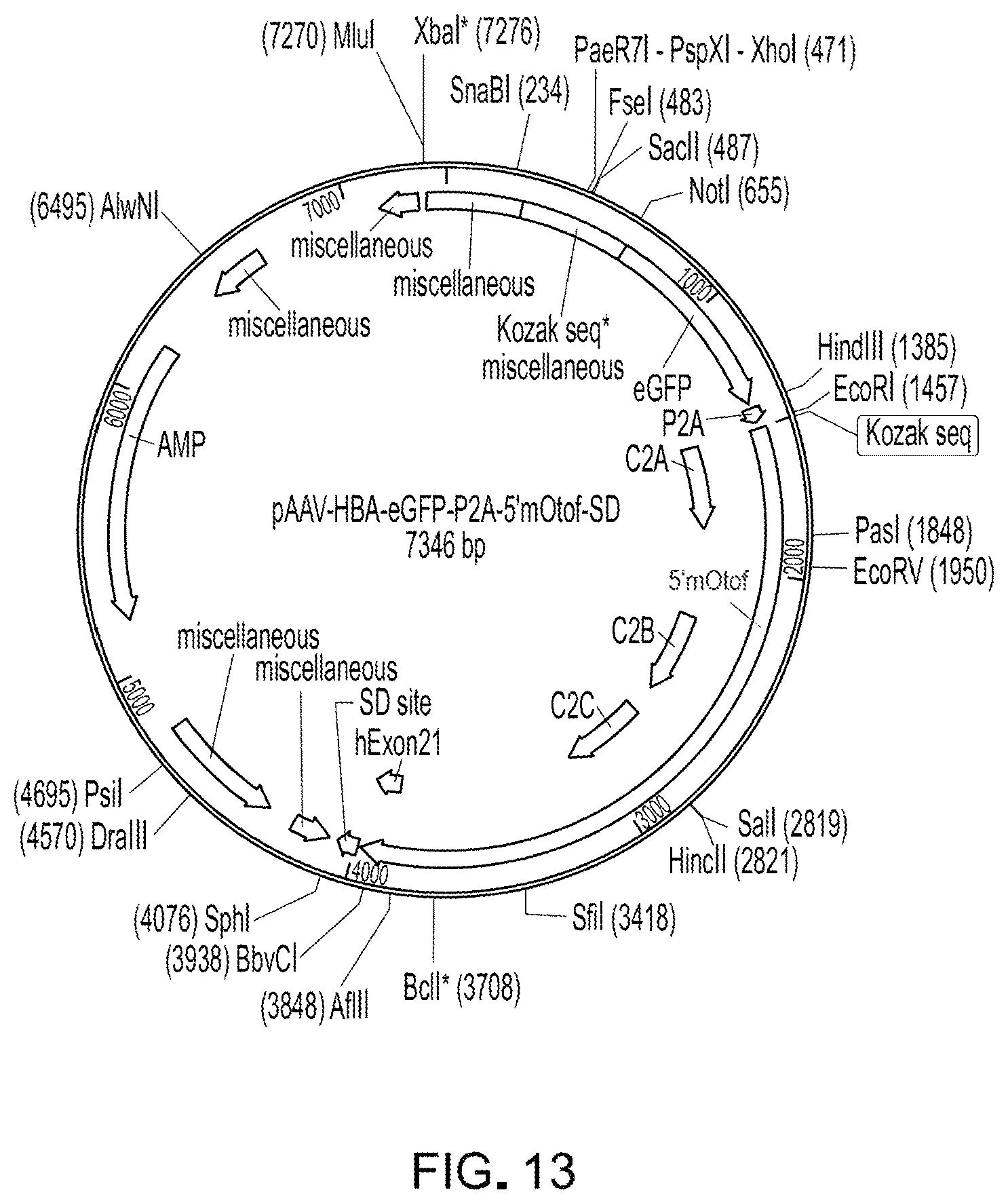 Patent US12305191 Figure 10 – Compositions and methods for treating non-age-associated hearing impairment in a human subject