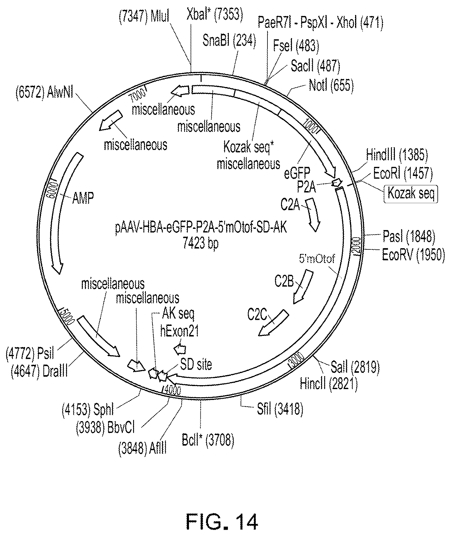 Patent US12305191 Figure 11 – Compositions and methods for treating non-age-associated hearing impairment in a human subject