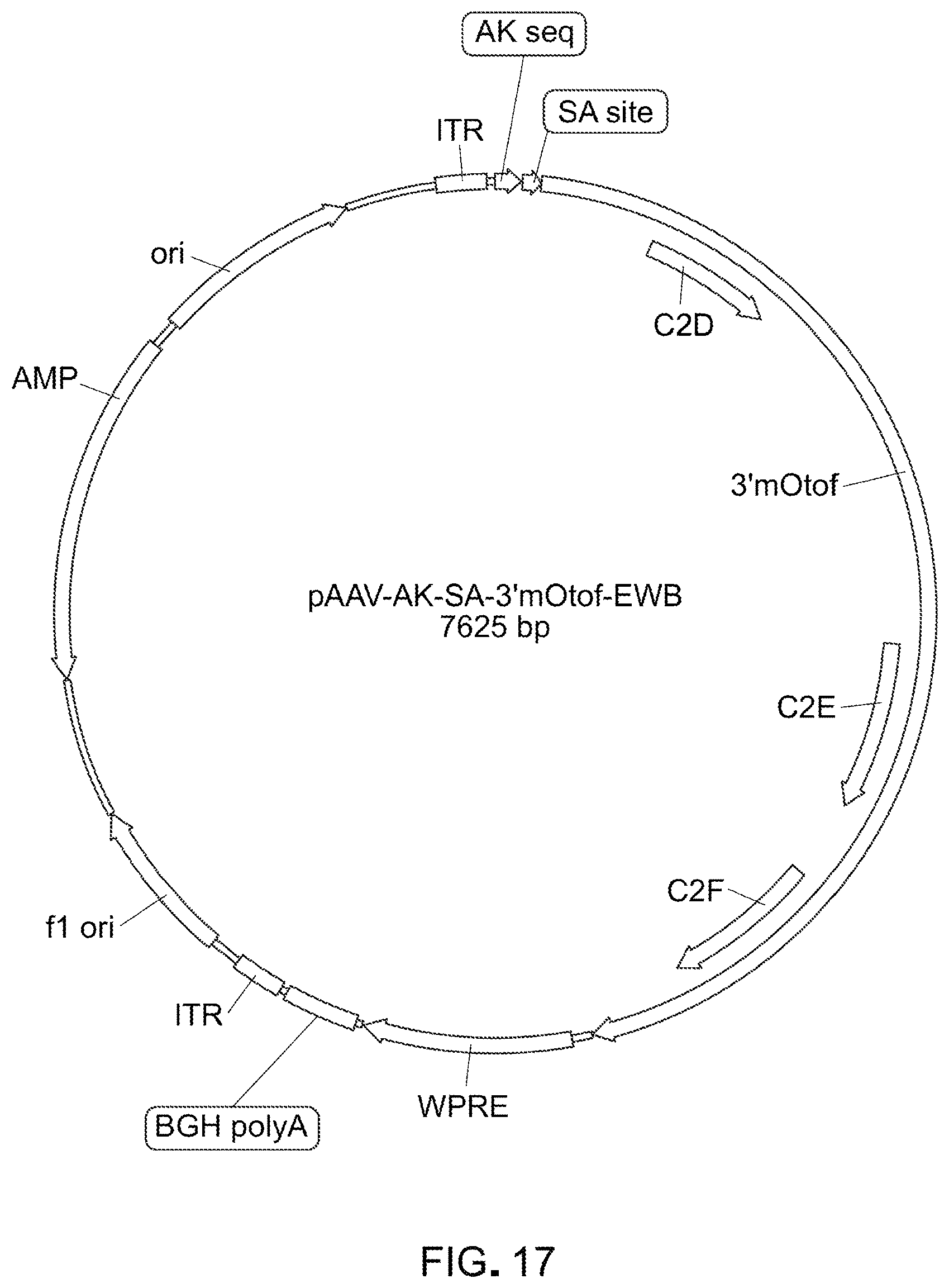 Patent US12305191 Figure 13 – Compositions and methods for treating non-age-associated hearing impairment in a human subject