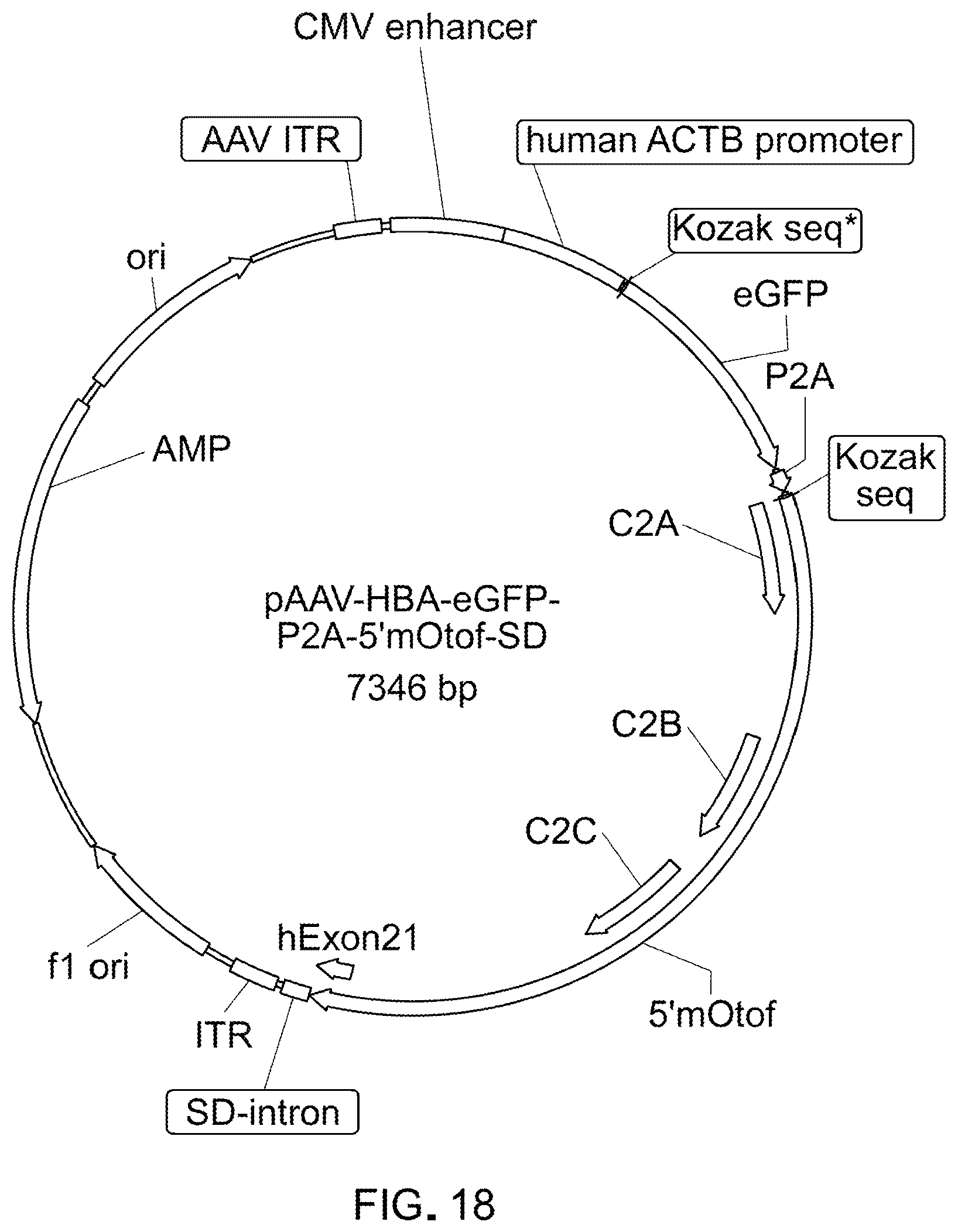 Patent US12305191 Figure 14 – Compositions and methods for treating non-age-associated hearing impairment in a human subject