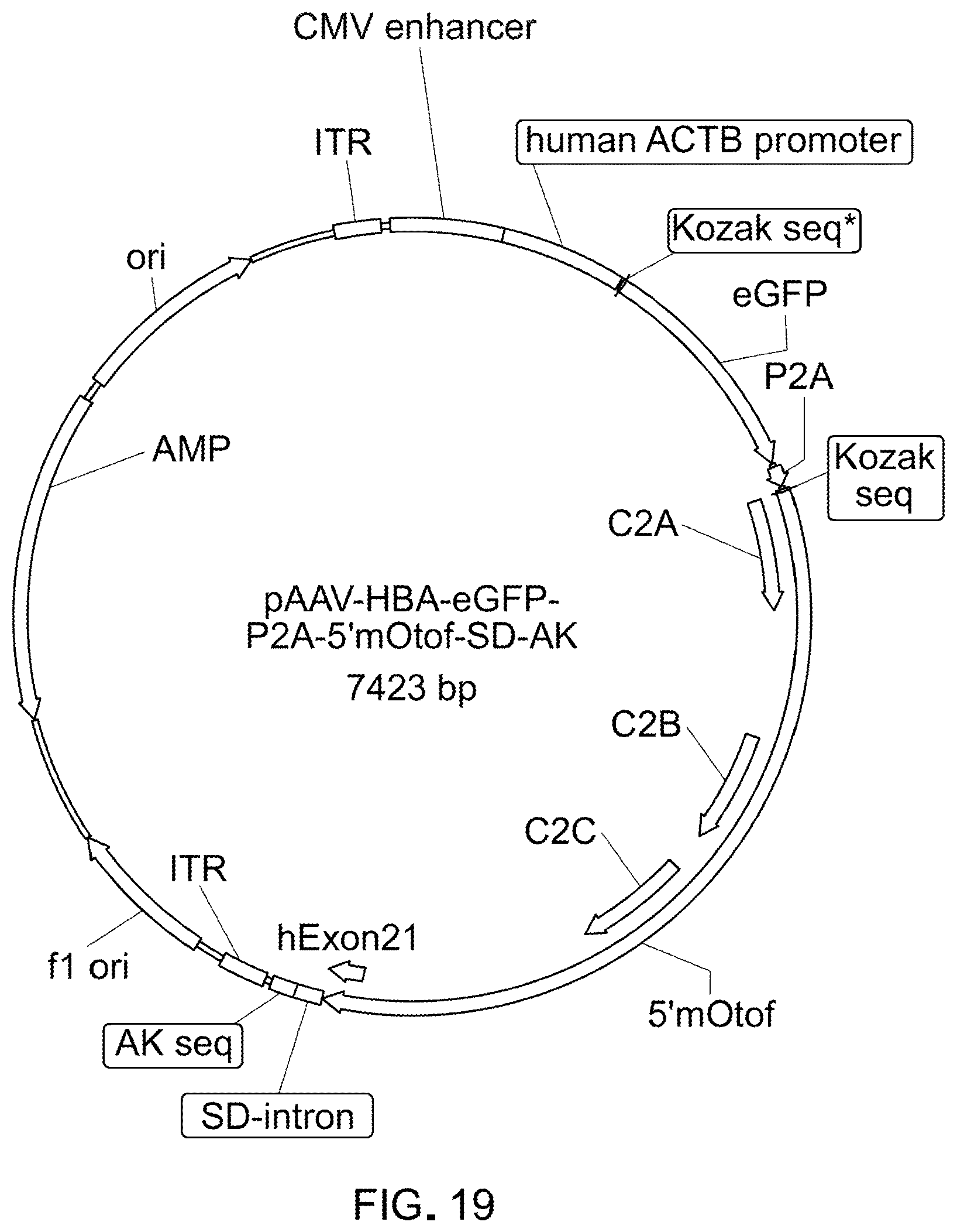 Patent US12305191 Figure 15 – Compositions and methods for treating non-age-associated hearing impairment in a human subject