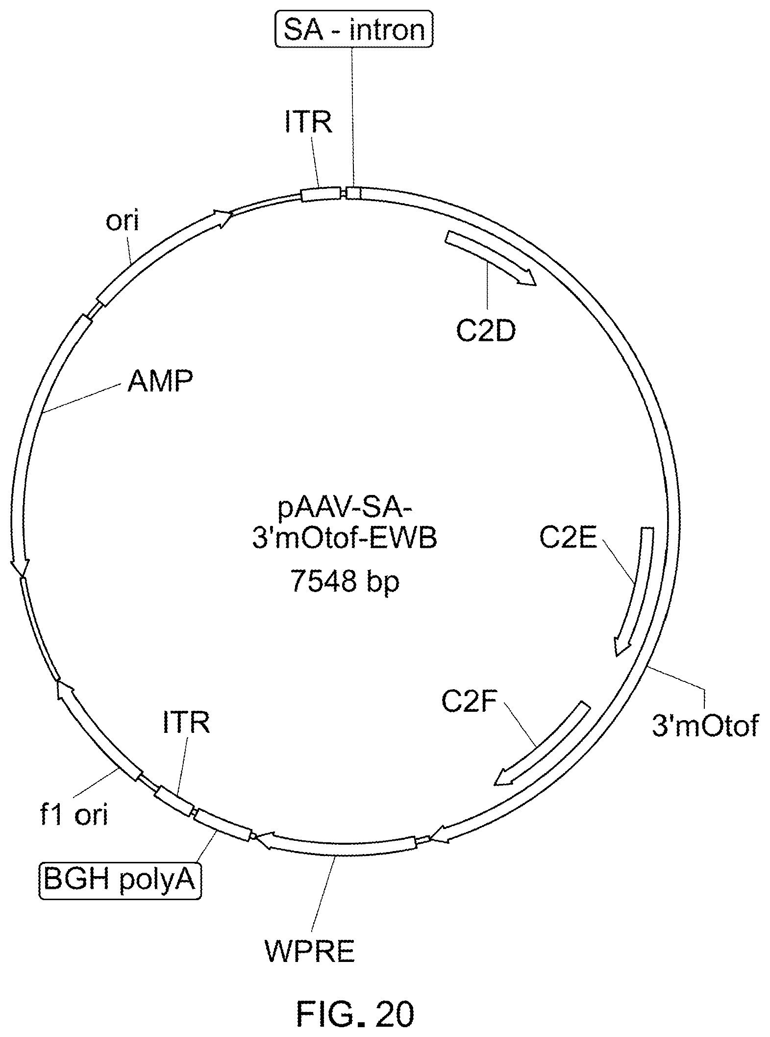 Patent US12305191 Figure 16 – Compositions and methods for treating non-age-associated hearing impairment in a human subject