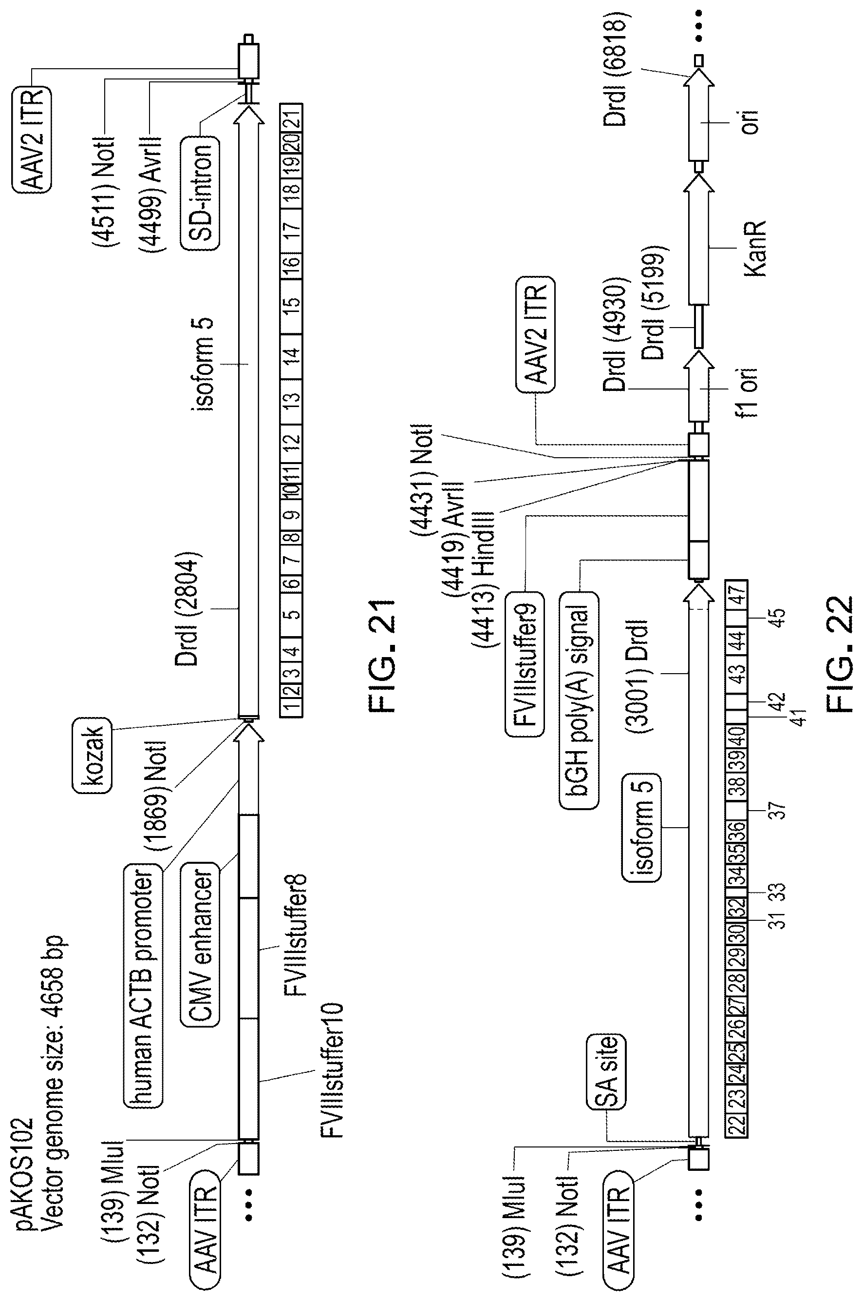 Patent US12305191 Figure 17 – Compositions and methods for treating non-age-associated hearing impairment in a human subject