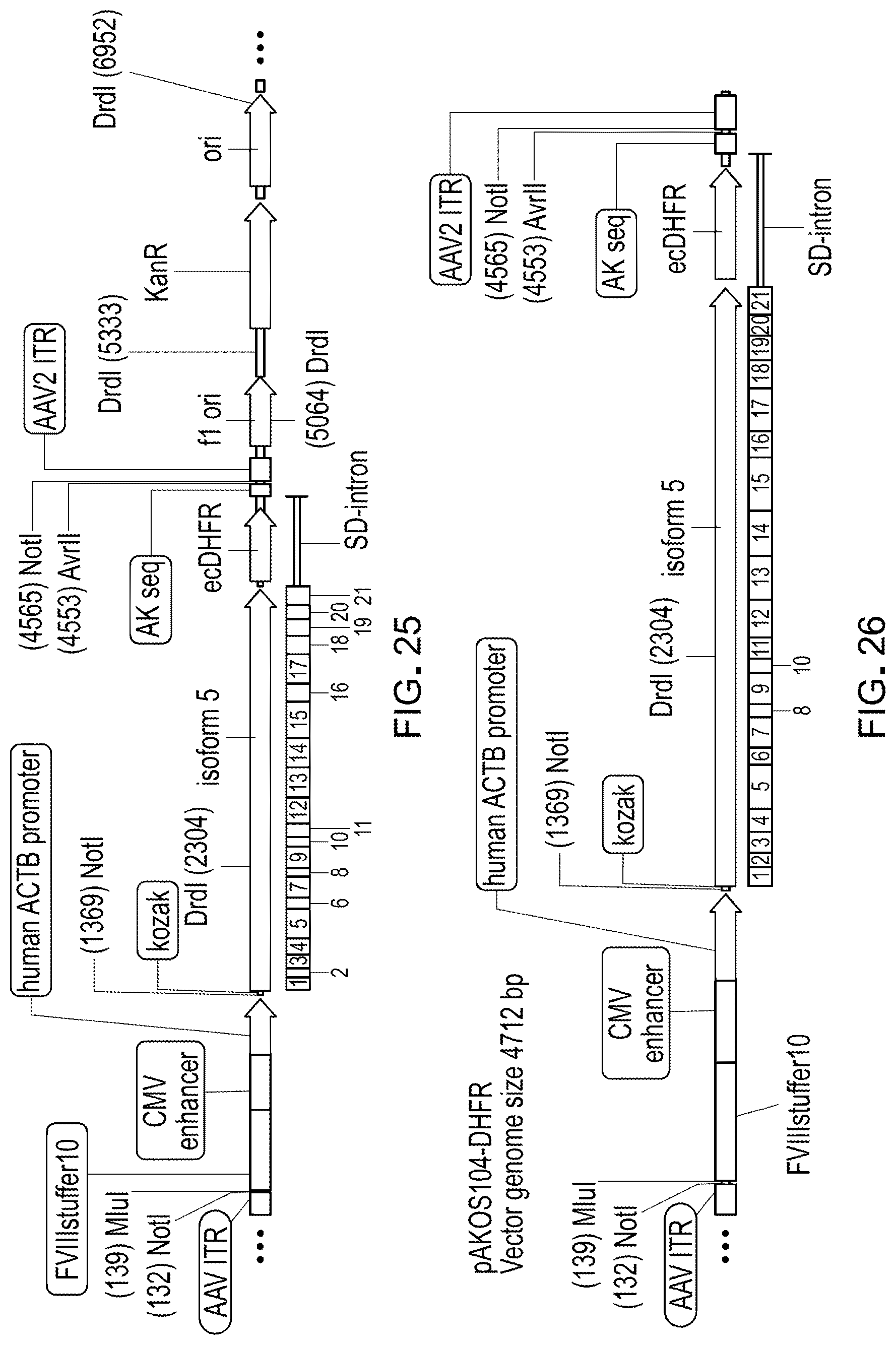 Patent US12305191 Figure 19 – Compositions and methods for treating non-age-associated hearing impairment in a human subject