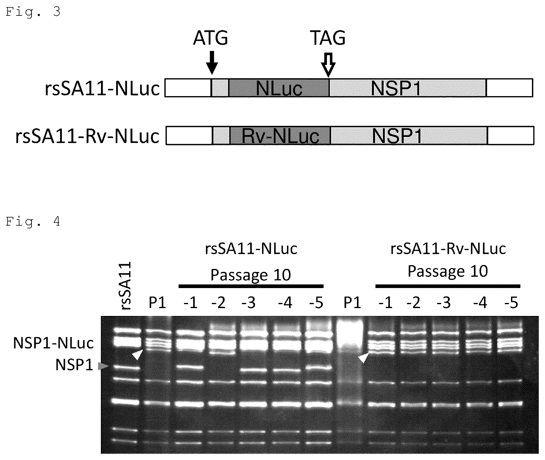 Patent US12305192 Figure 2 – Method for producing artificial recombinant RNA virus stably retaining foreign gene