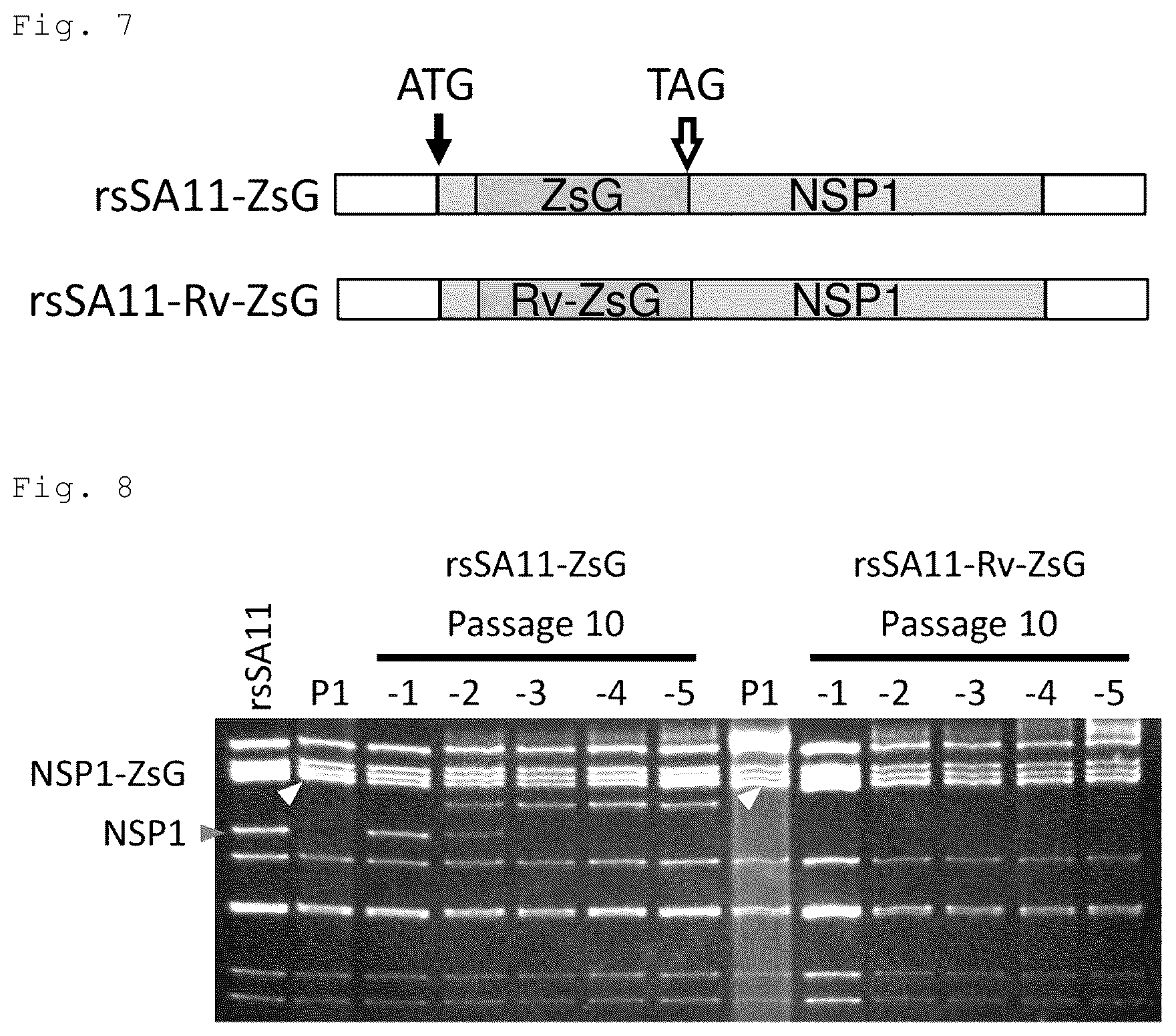 Patent US12305192 Figure 4 – Method for producing artificial recombinant RNA virus stably retaining foreign gene