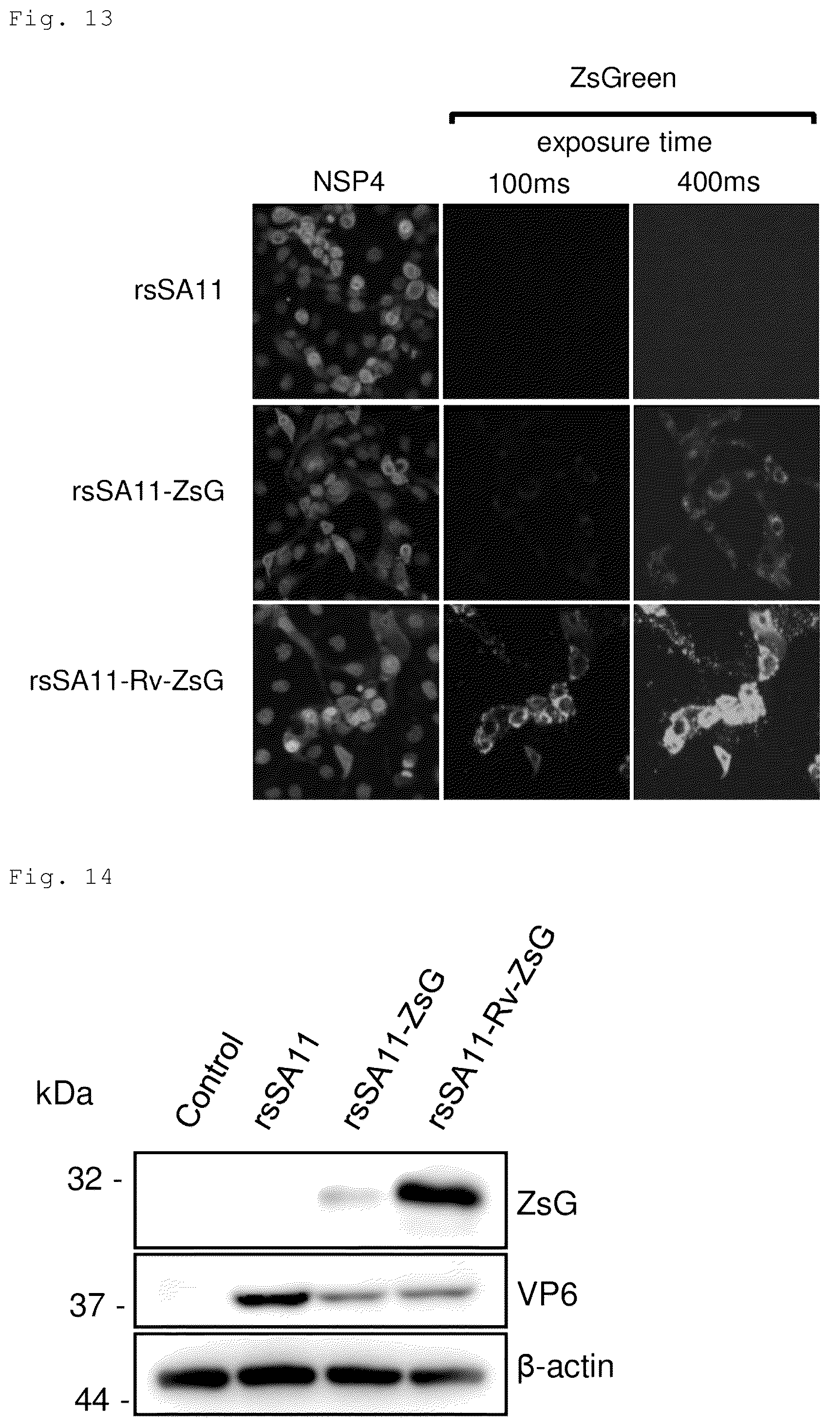 Patent US12305192 Figure 7 – Method for producing artificial recombinant RNA virus stably retaining foreign gene