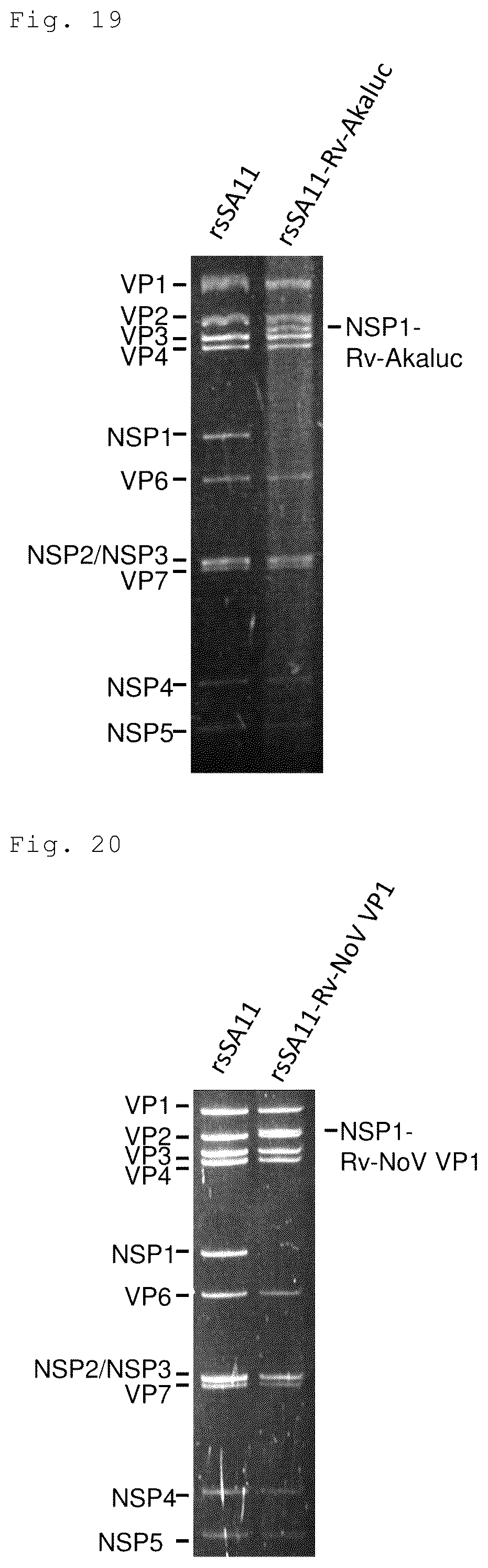 Patent US12305192 Figure 10 – Method for producing artificial recombinant RNA virus stably retaining foreign gene