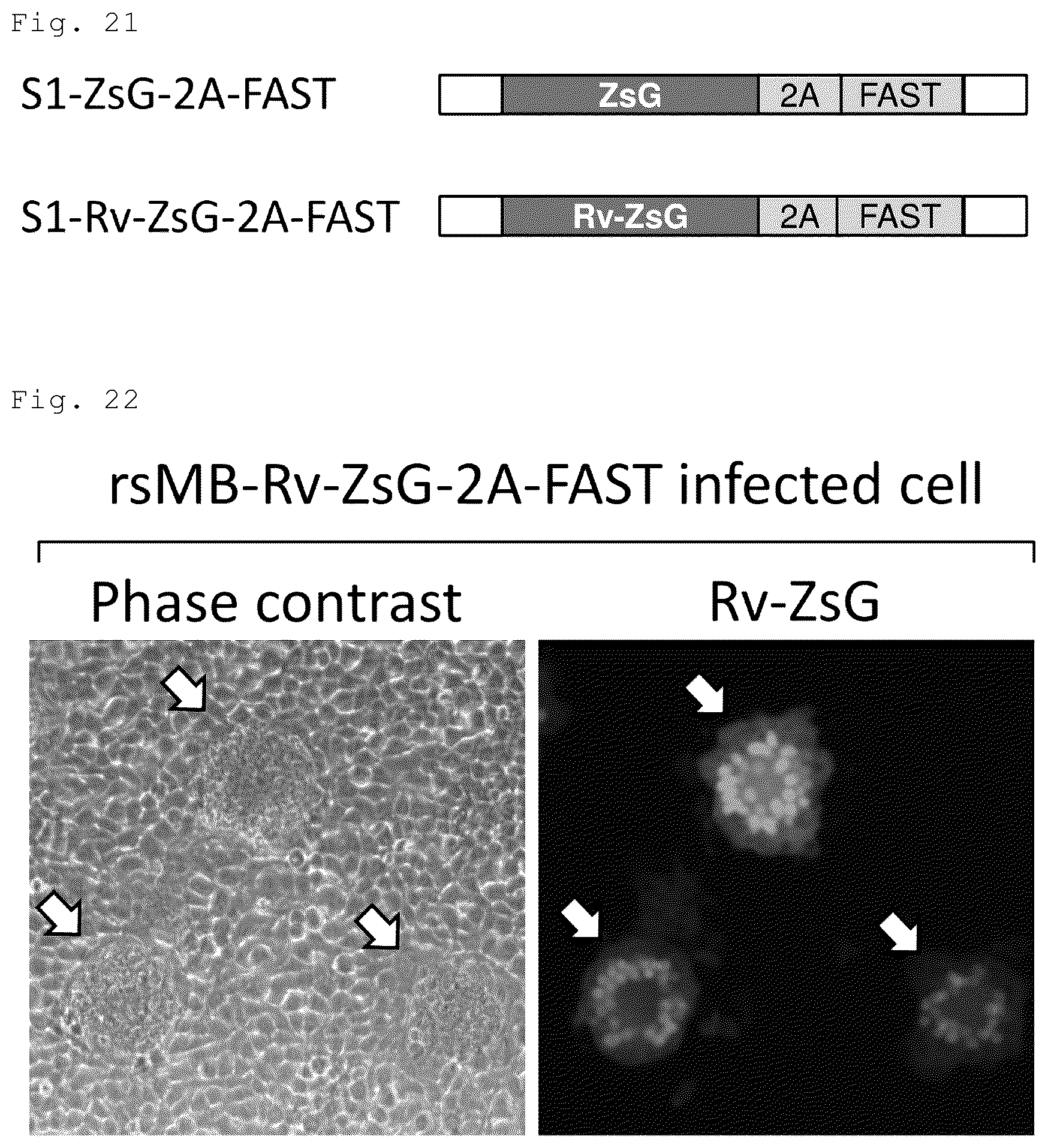Patent US12305192 Figure 11 – Method for producing artificial recombinant RNA virus stably retaining foreign gene