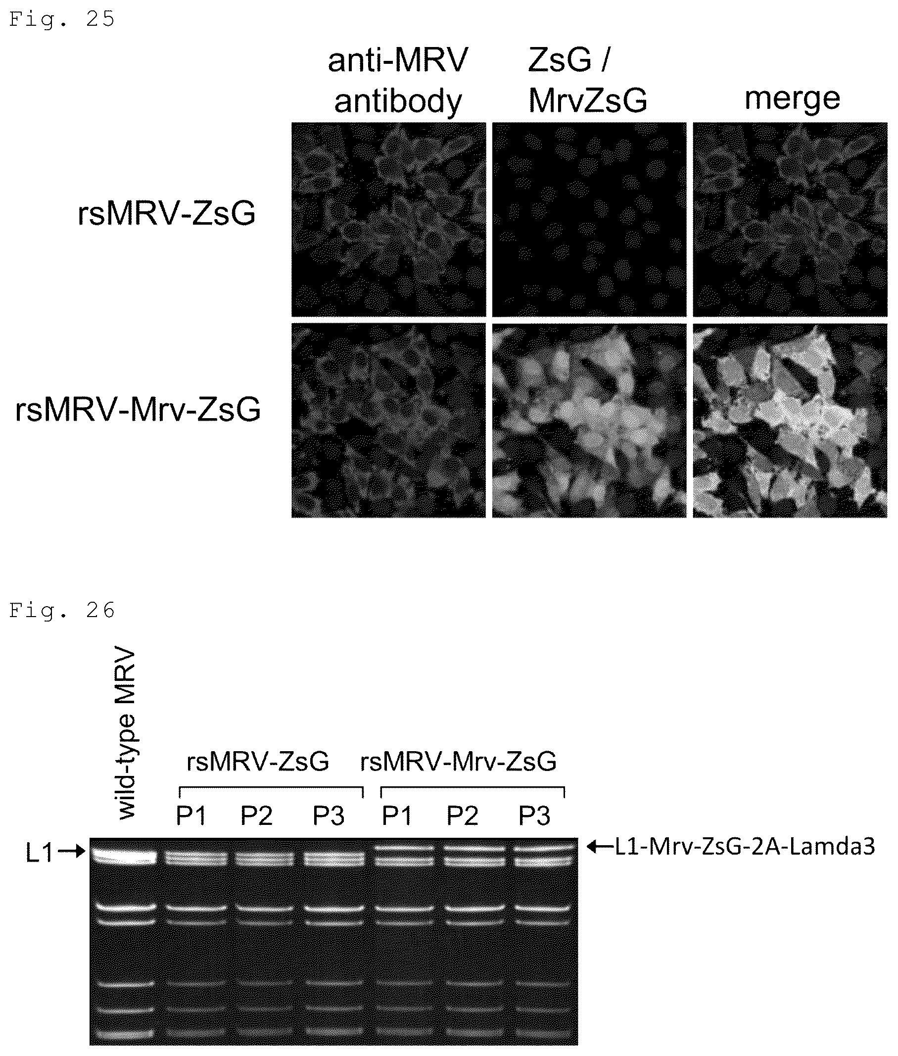Patent US12305192 Figure 13 – Method for producing artificial recombinant RNA virus stably retaining foreign gene