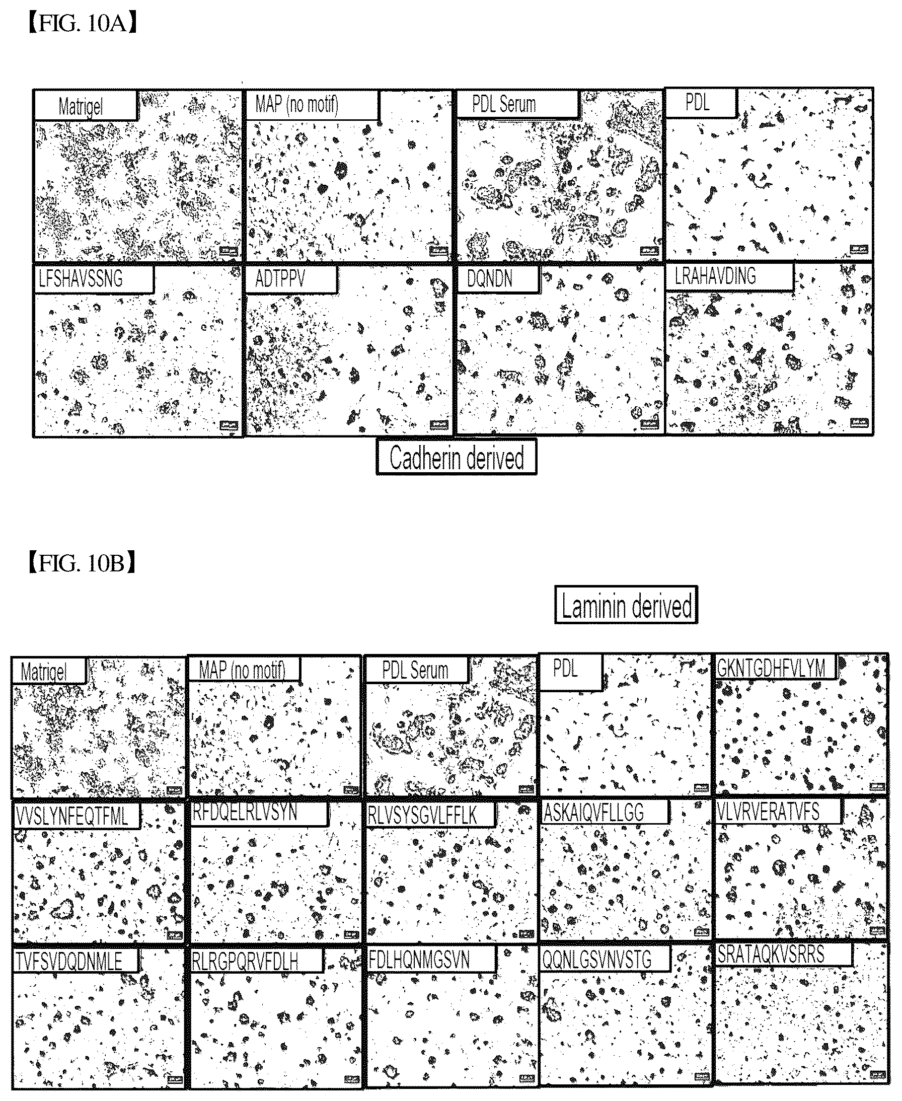 Patent US12305193 Figure 11 – Three-dimensional micro-environment structure for controlling cell behavior, three-dimensional surface for controlling cell behavior, and method for manufacturing array and three-dimensional micro-environment structure